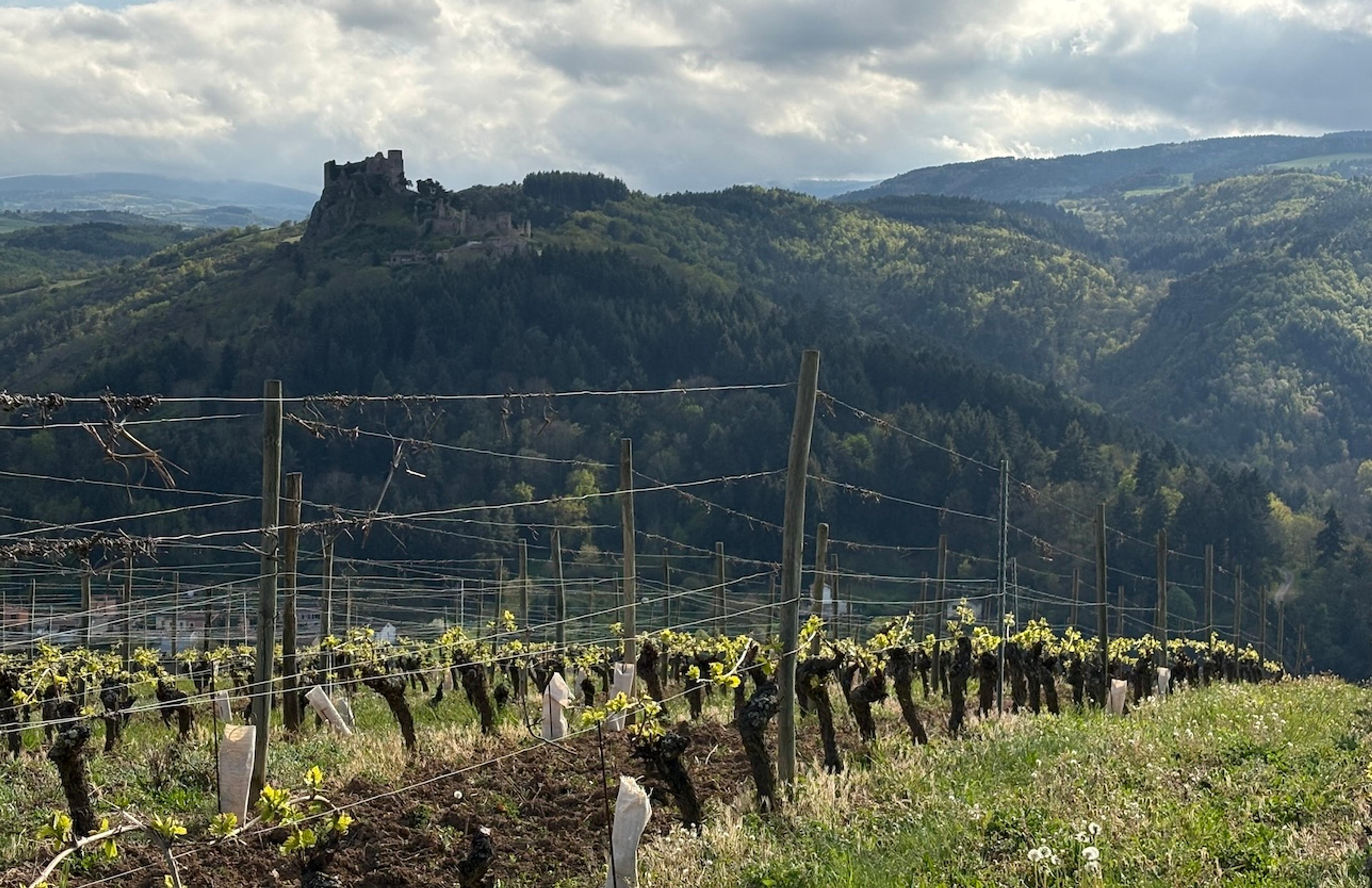 Loire Volcanique – discovering a new regional gem in the Loire