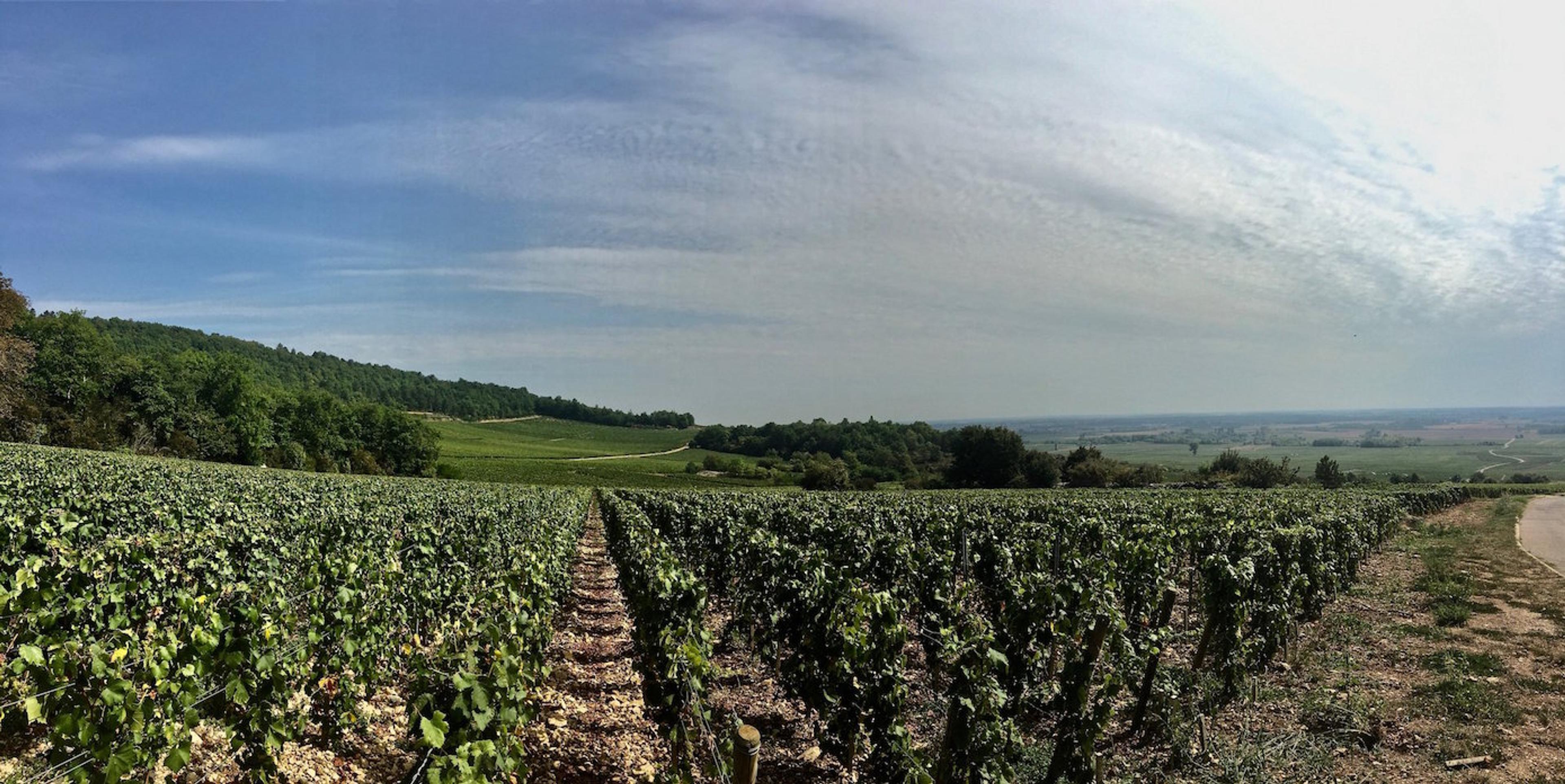Christina Rasmussen: how Flint Wines is tackling Burgundy 2017