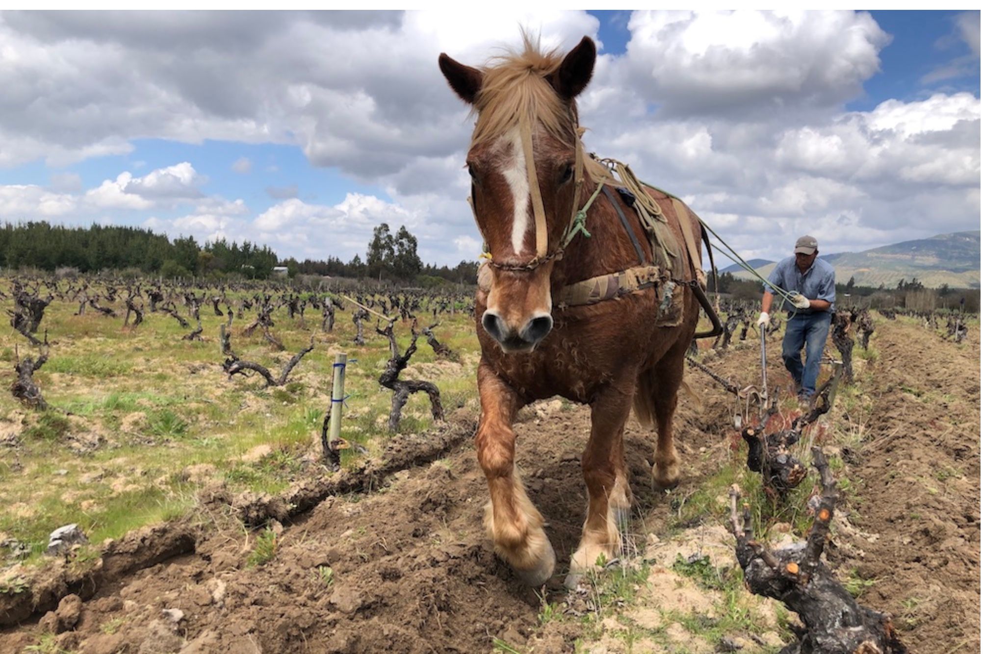 How reviving Chile’s old vines has been a force for good