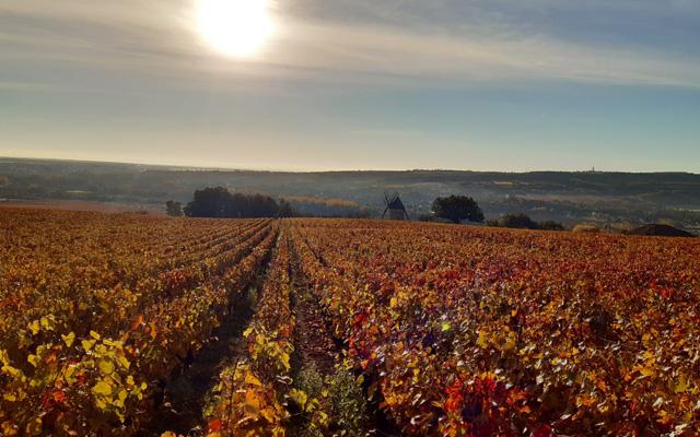 Guy Seddon: freshness is key to brilliance of Burgundy 2020