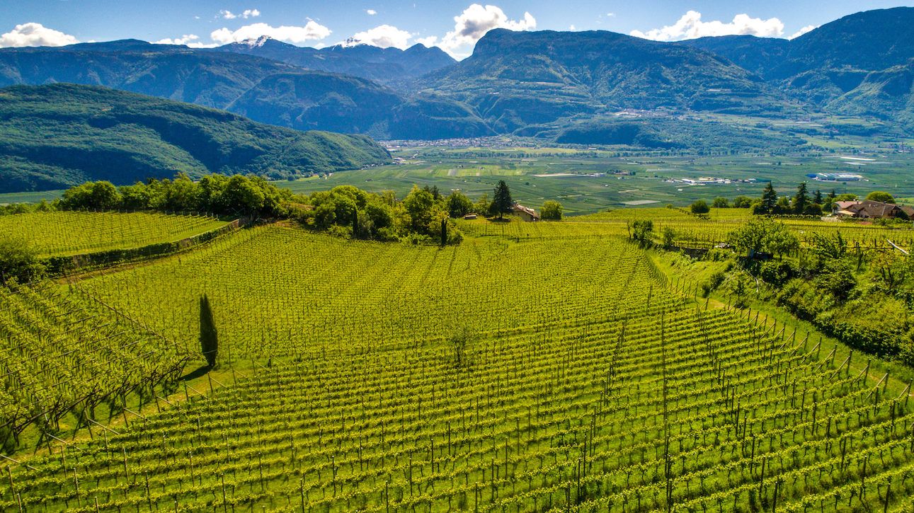 Buyer on the road: Discovering the unique wines of Italy’s Alto Adige