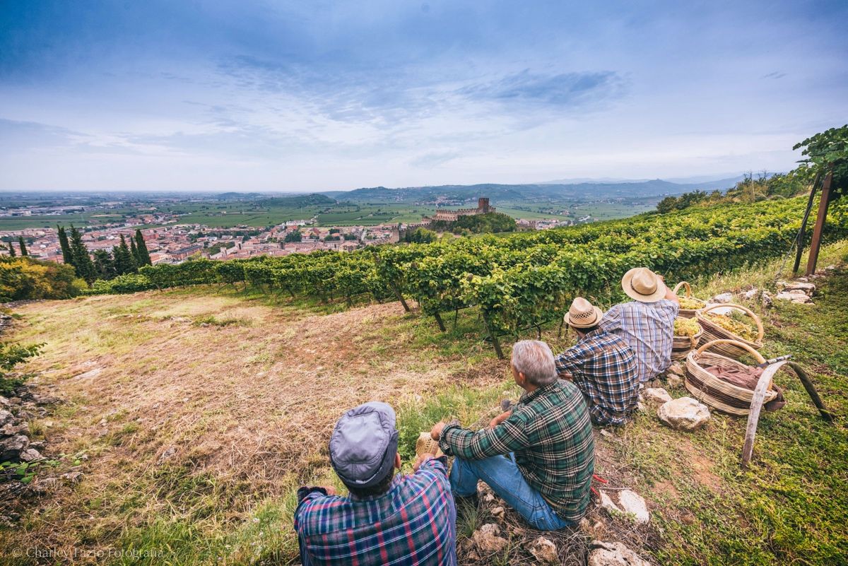 Soave’s Consorzio sets the course for its 2,500 producers