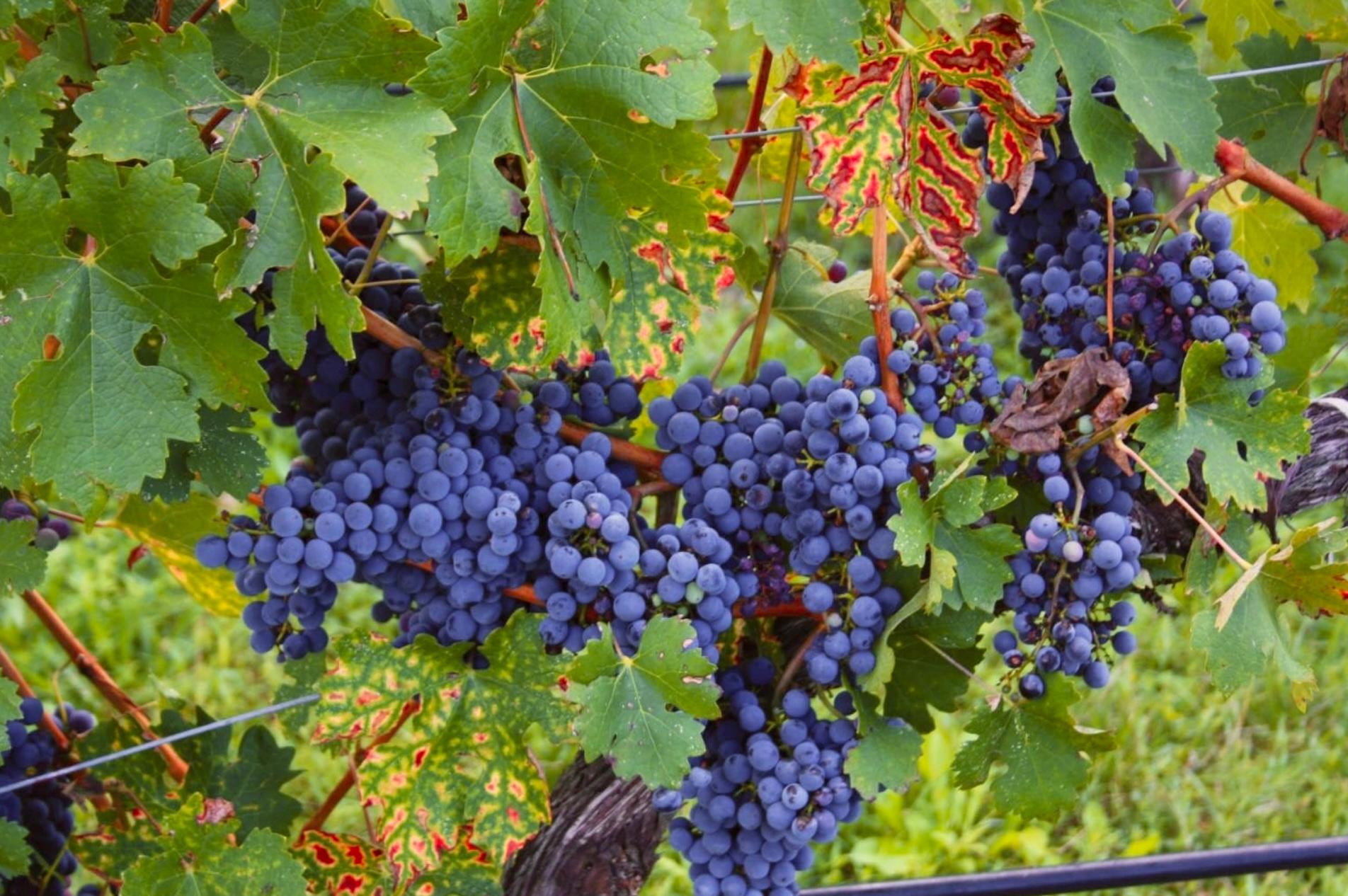 How Central Europe's Grašac white wine variety has been reborn 