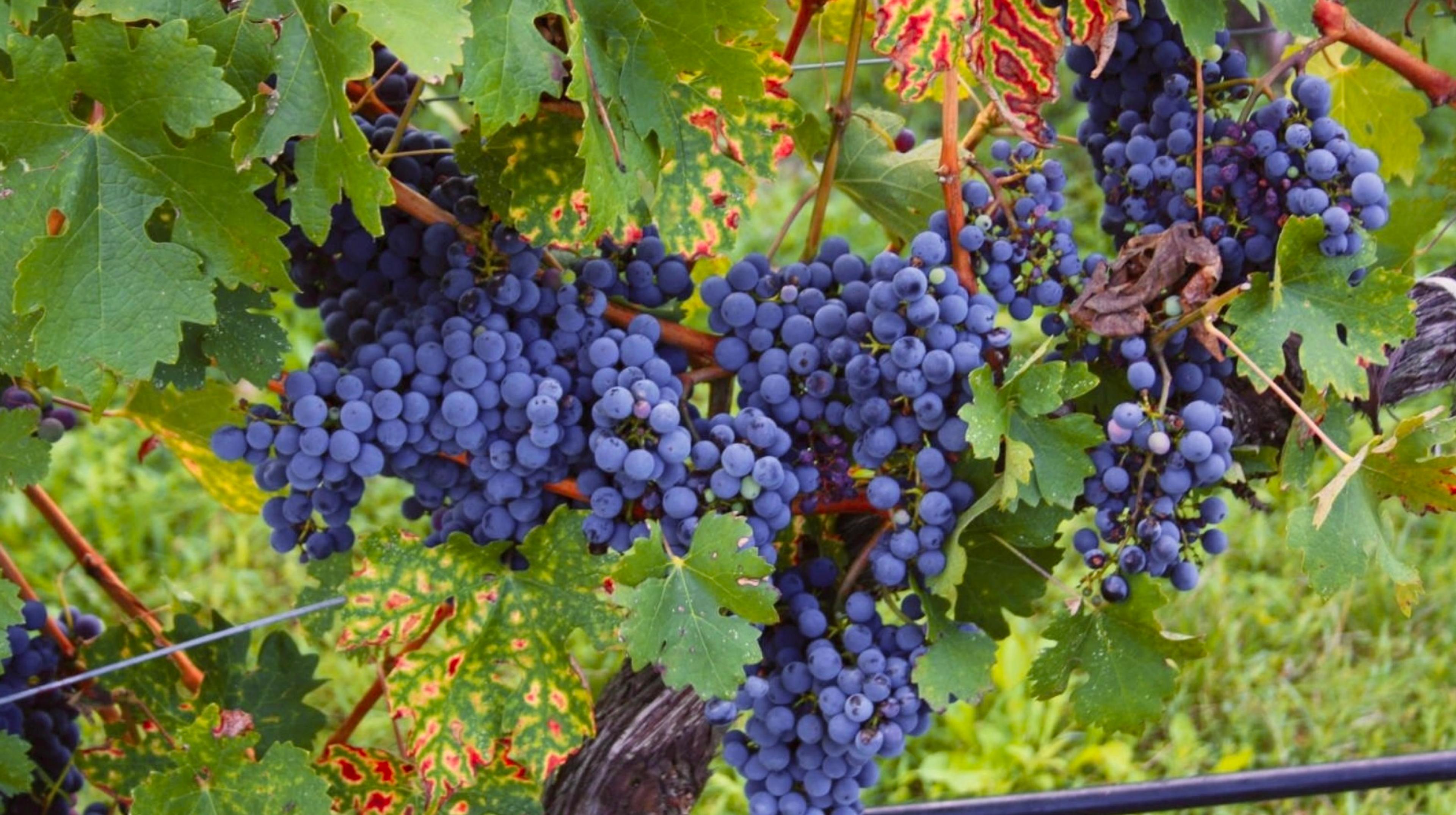 How Central Europe's Grašac white wine variety has been reborn