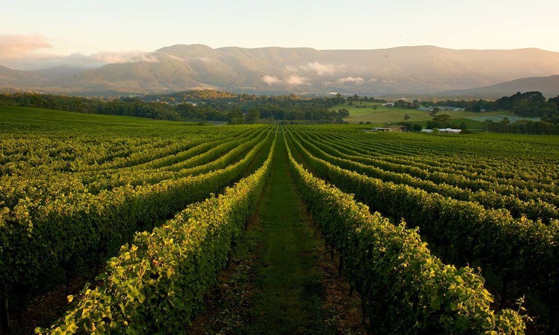 Roger Jones on the best Victoria wines, producers & regions