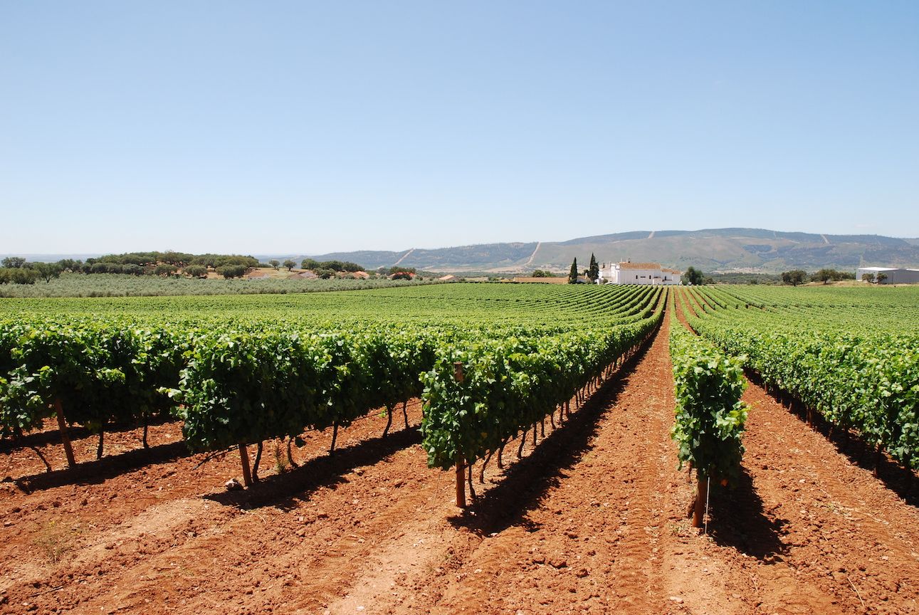 Why wines from Portugal are enjoying their greatest success