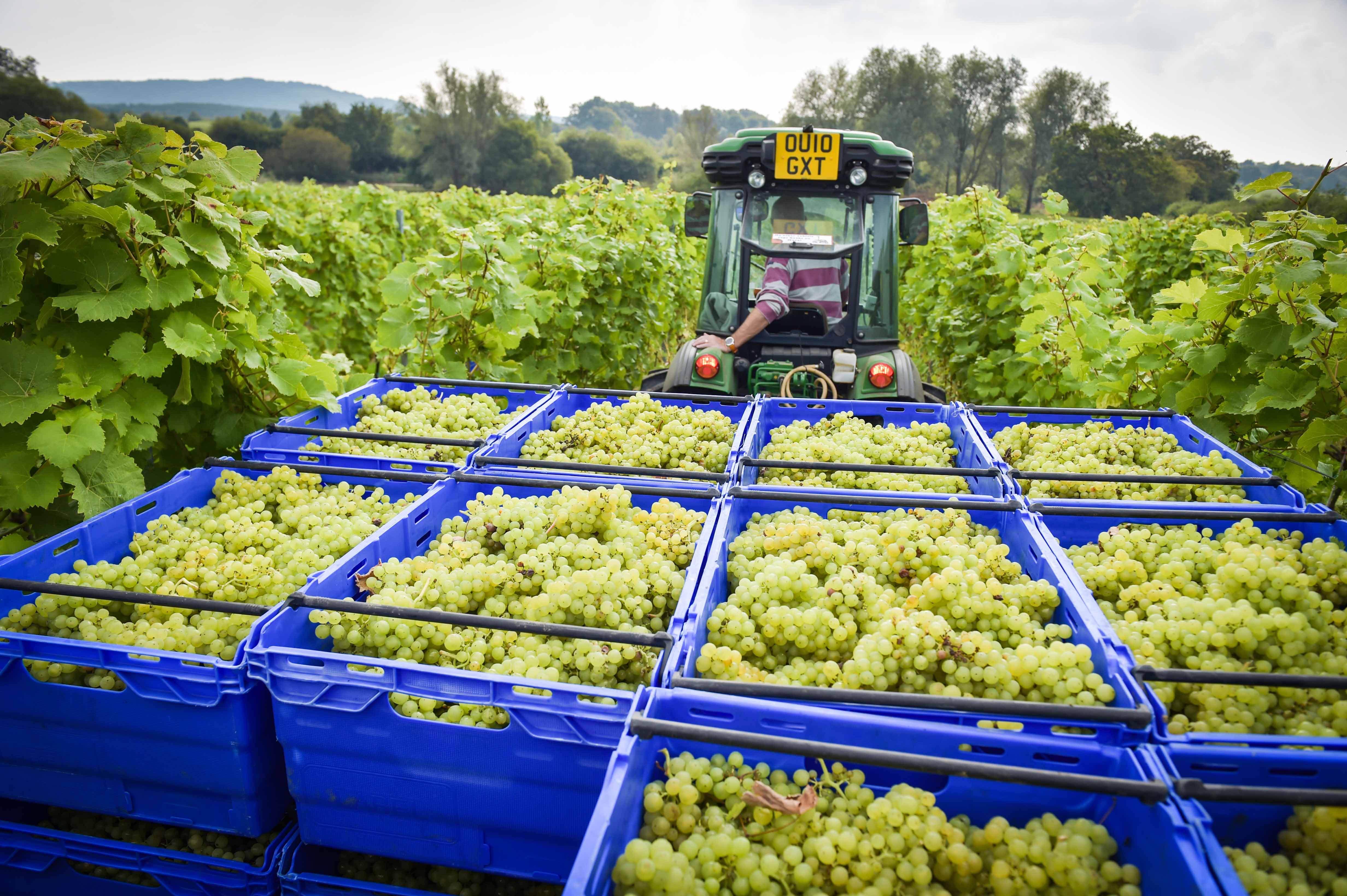 WBWE: the bulk wine trends driving the global wine industry