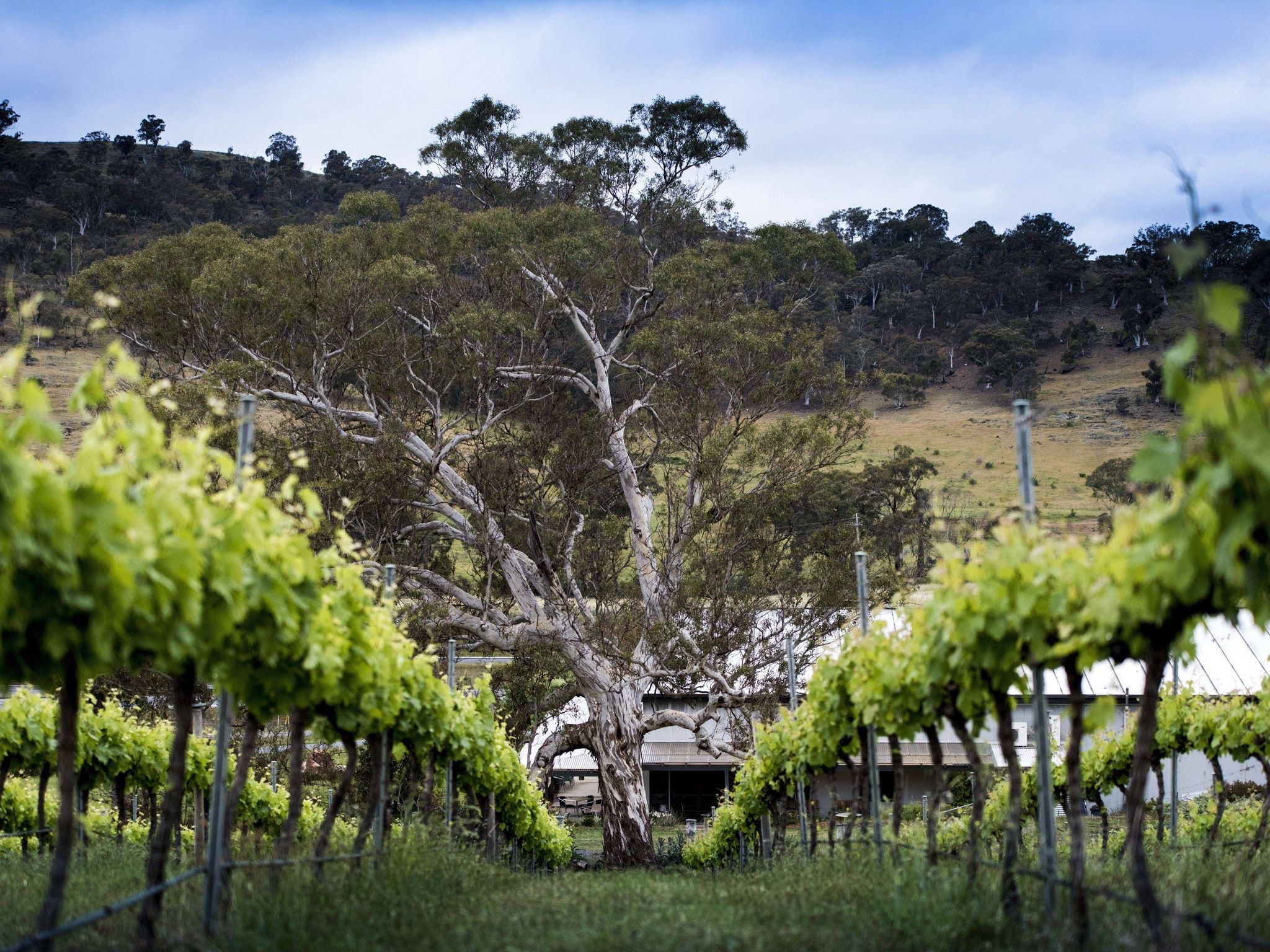 If Canberra is not on your Aussie wine map – then it should be…
