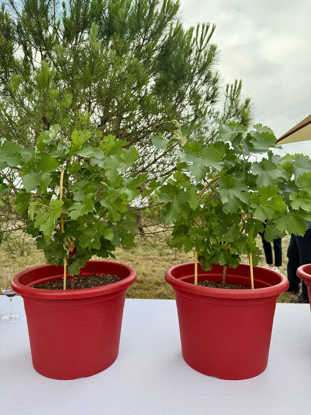 Penfolds French Winemaking Trials (FWT)