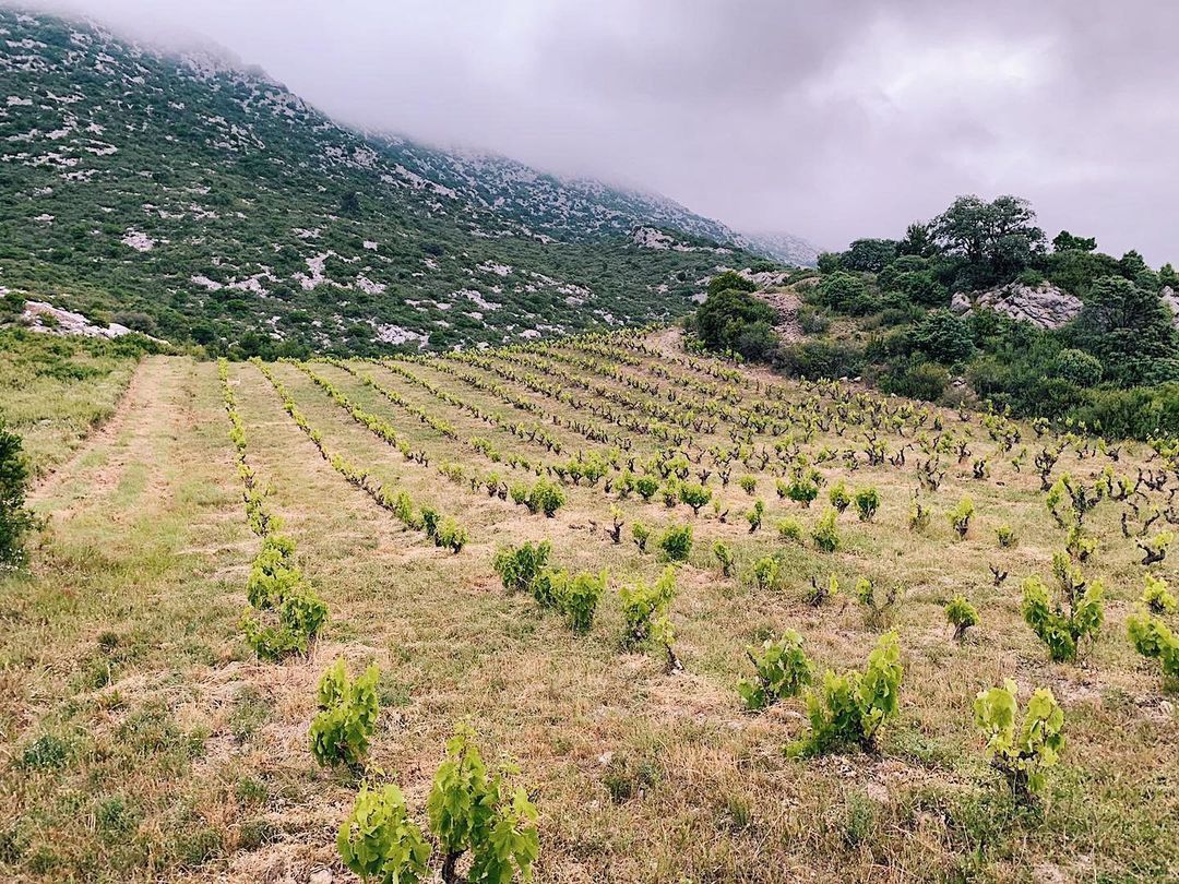 Justin Keay: why Roussillon wines deserve more prominence
