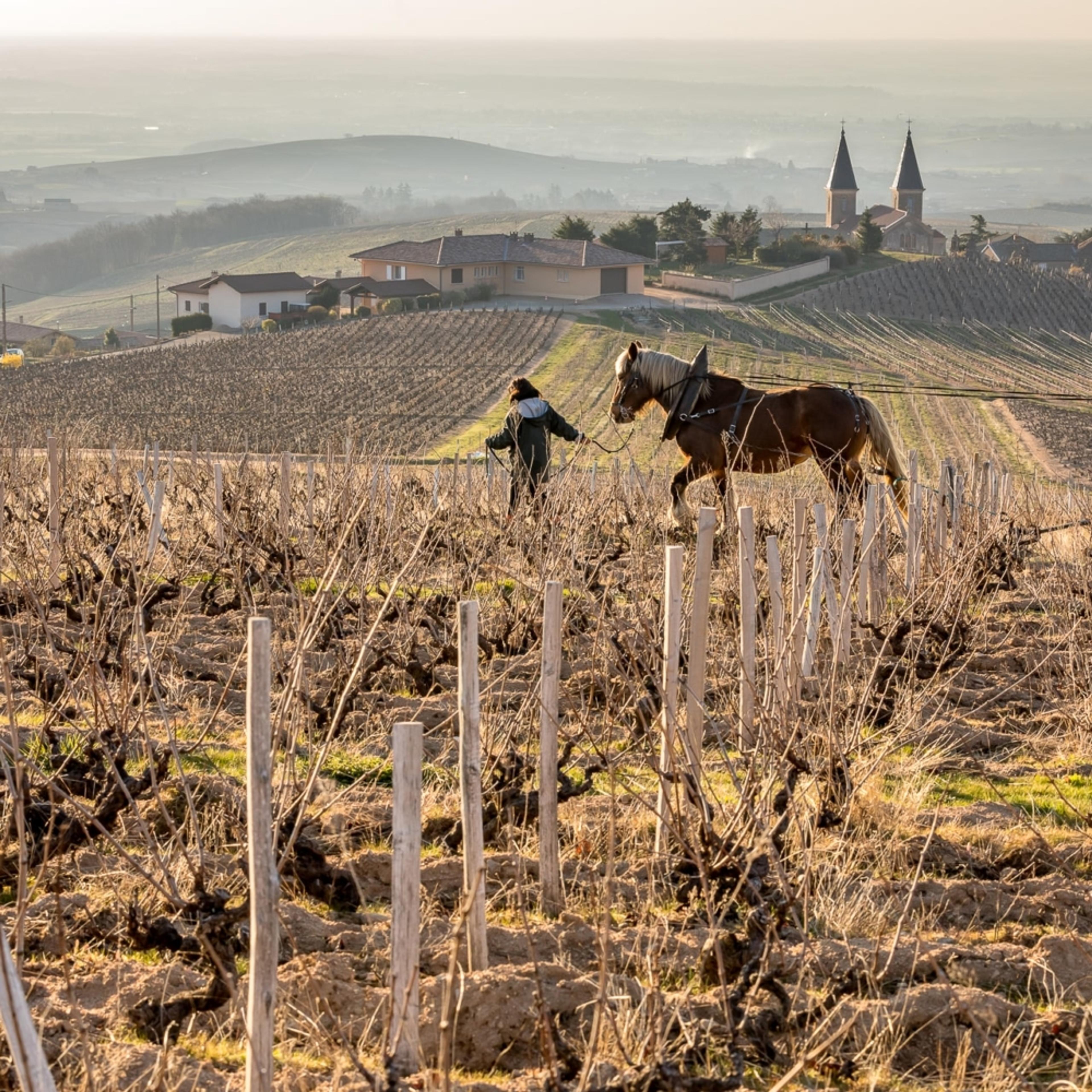 Inter Beaujolais’ new MD Bossan-Redon on a year of change