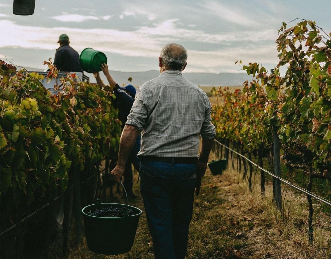Arso di Bocca di Lupo: the birth of Antinori's new Super-Puglian wine