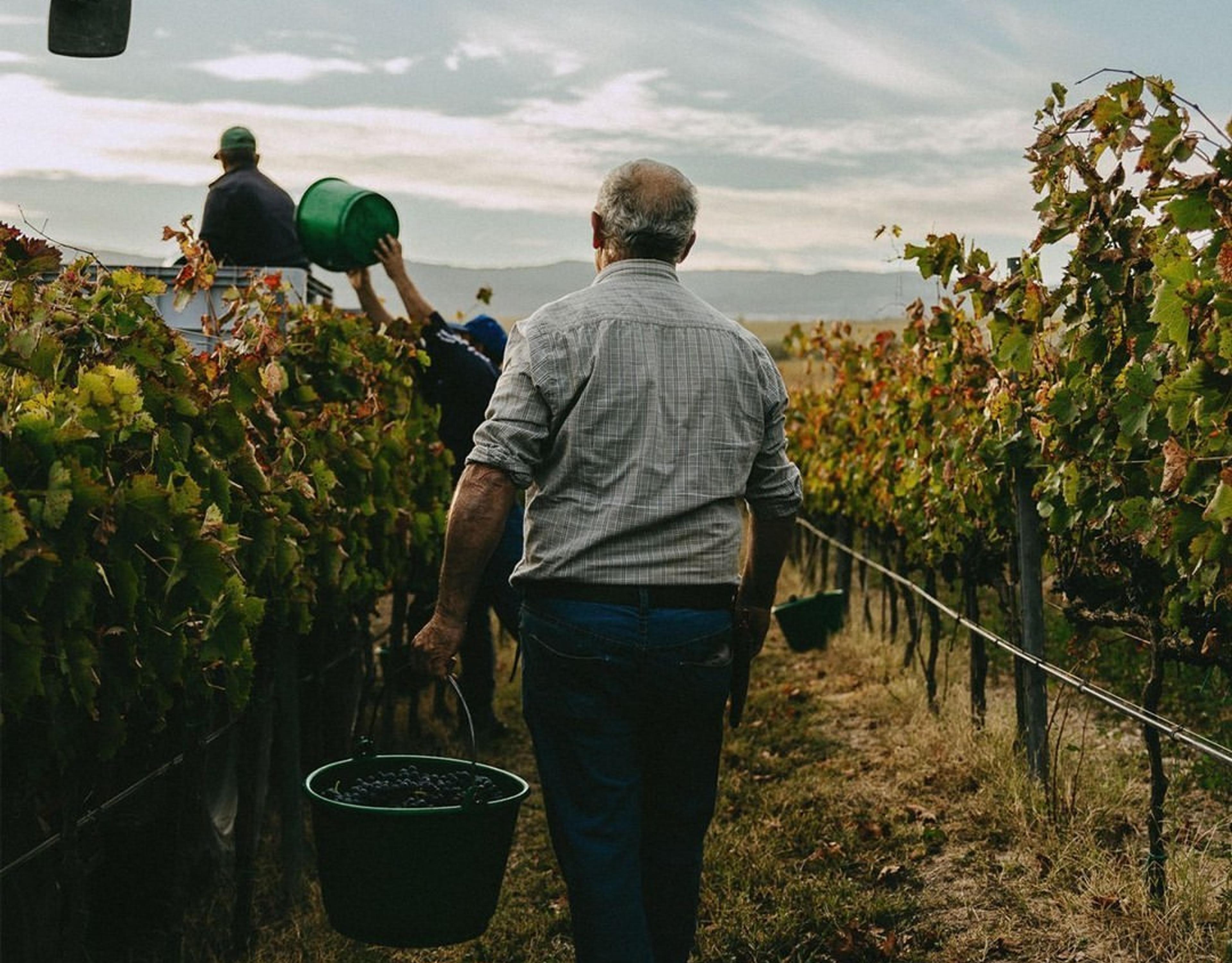 Arso di Bocca di Lupo: the birth of Antinori's new Super-Puglian wine