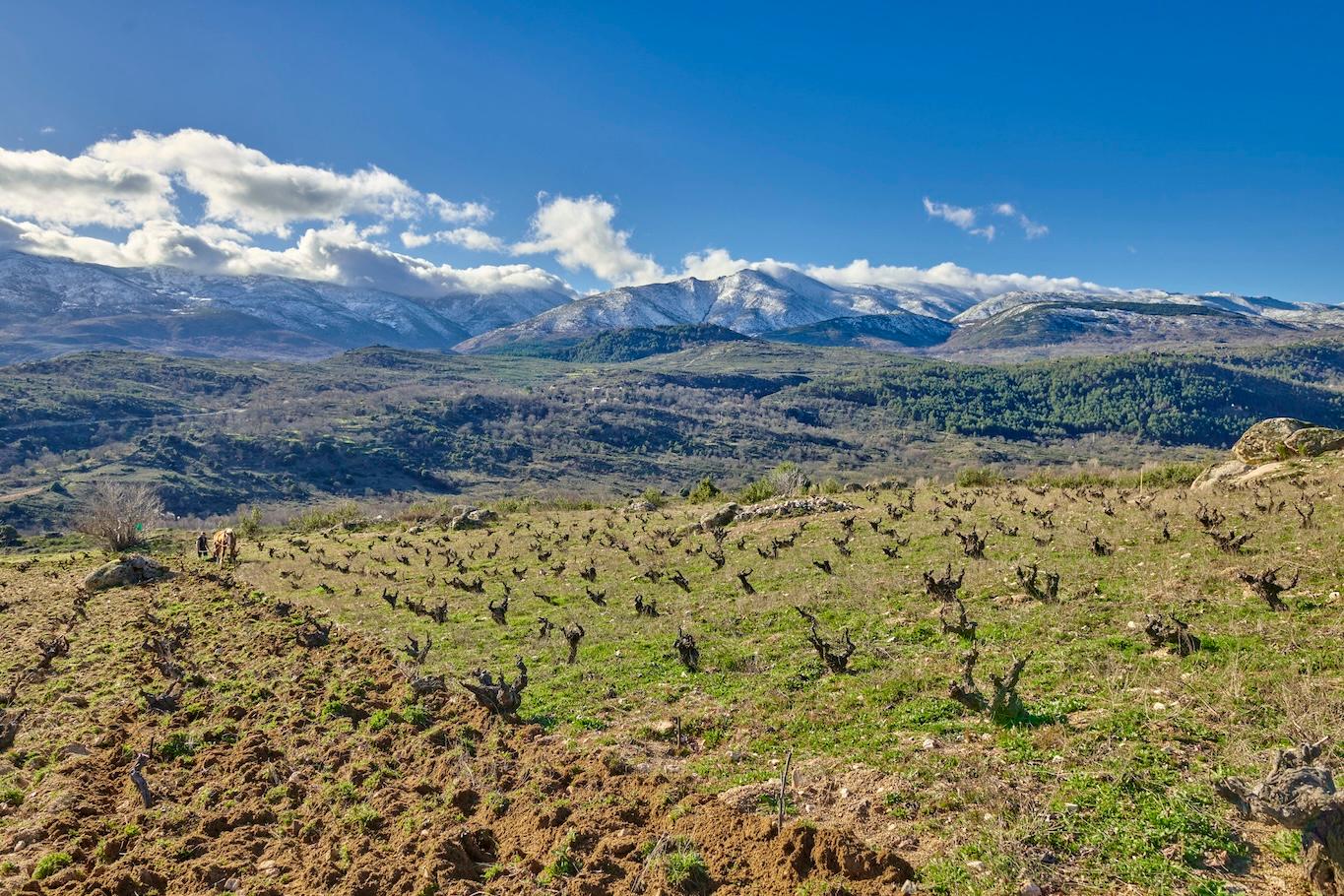 Who are the Comando G producers rediscovering Garnacha?