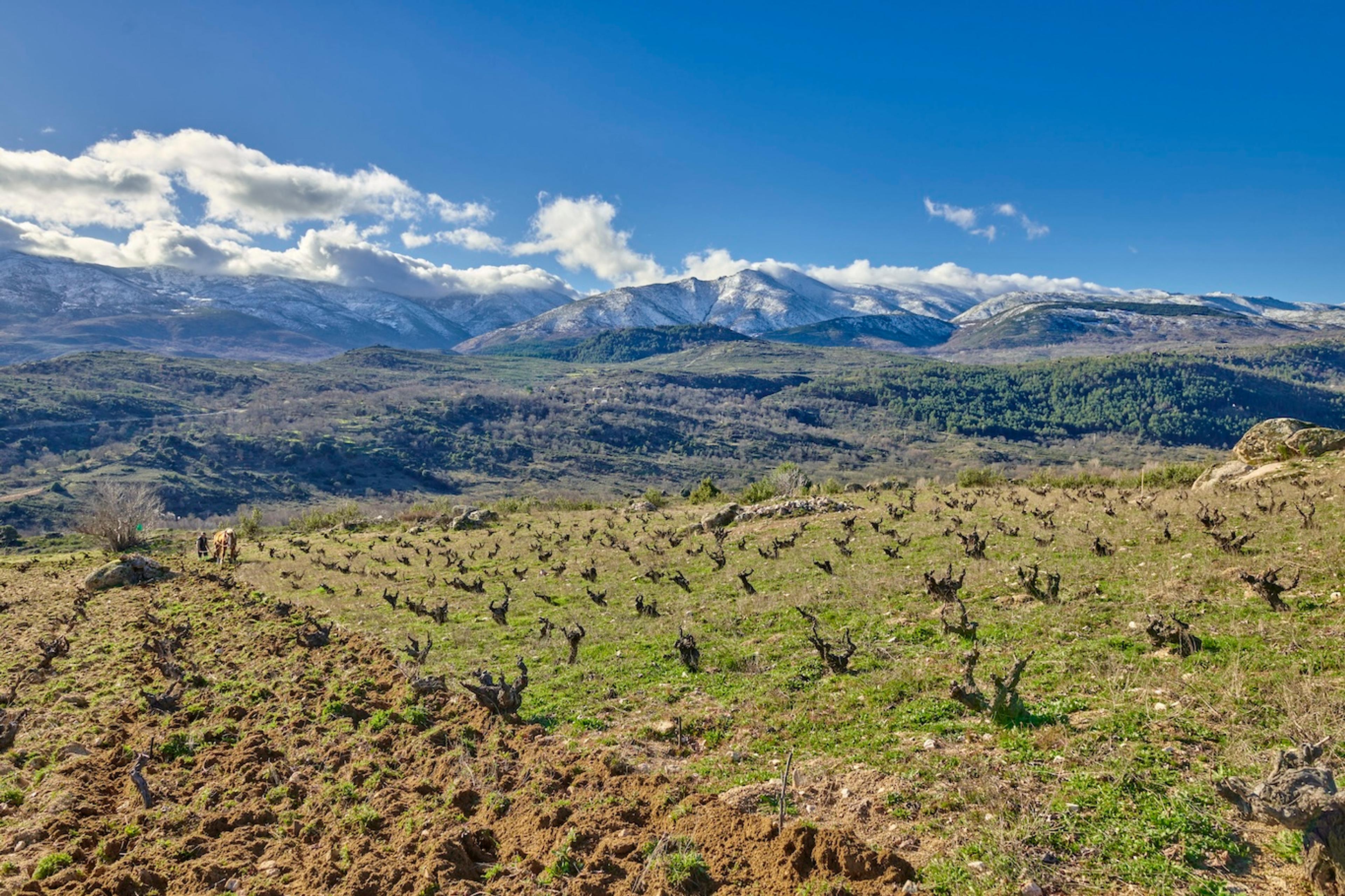 Who are the Comando G producers rediscovering Garnacha?