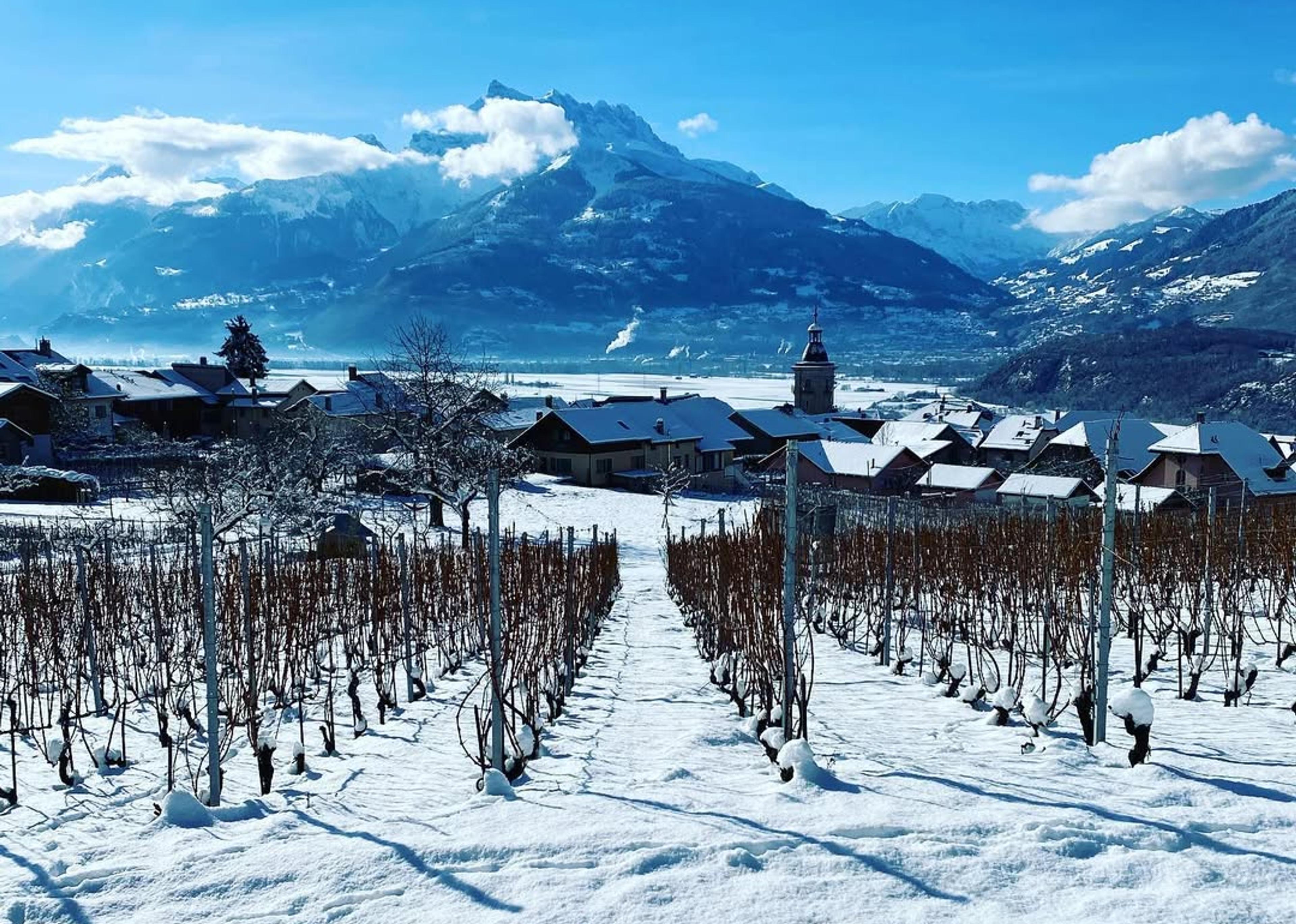 Geoffrey Dean: enotourism delights in Switzerland’s Vaud region