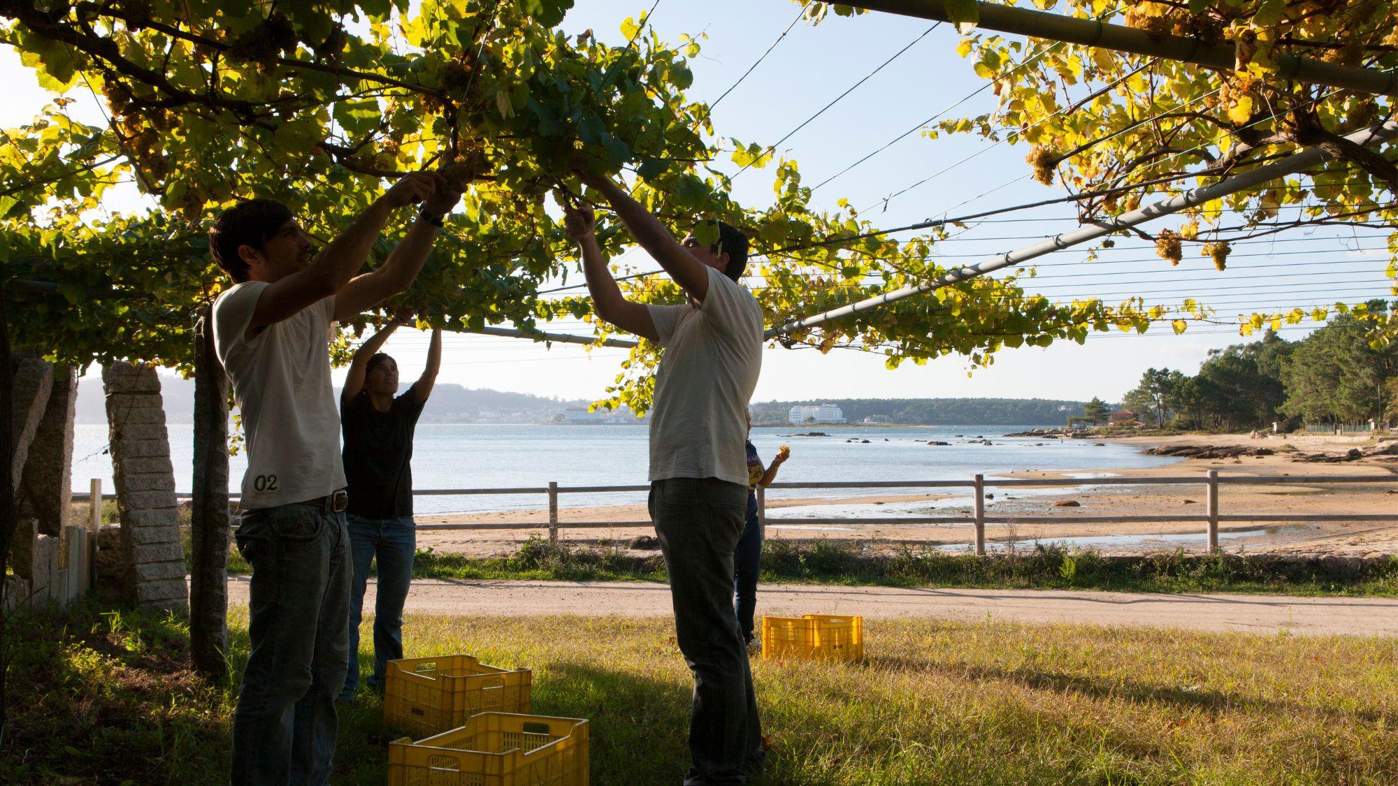 Making sense of Albariño with the 5 subzones of Rías Baixas
