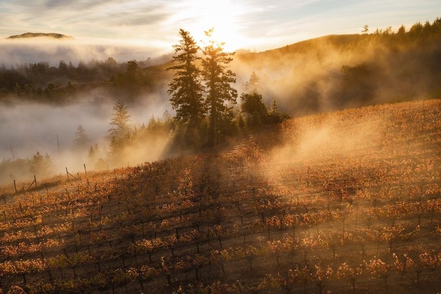 Brad Horne on how Sonoma can deliver diversity, complexity and quality   