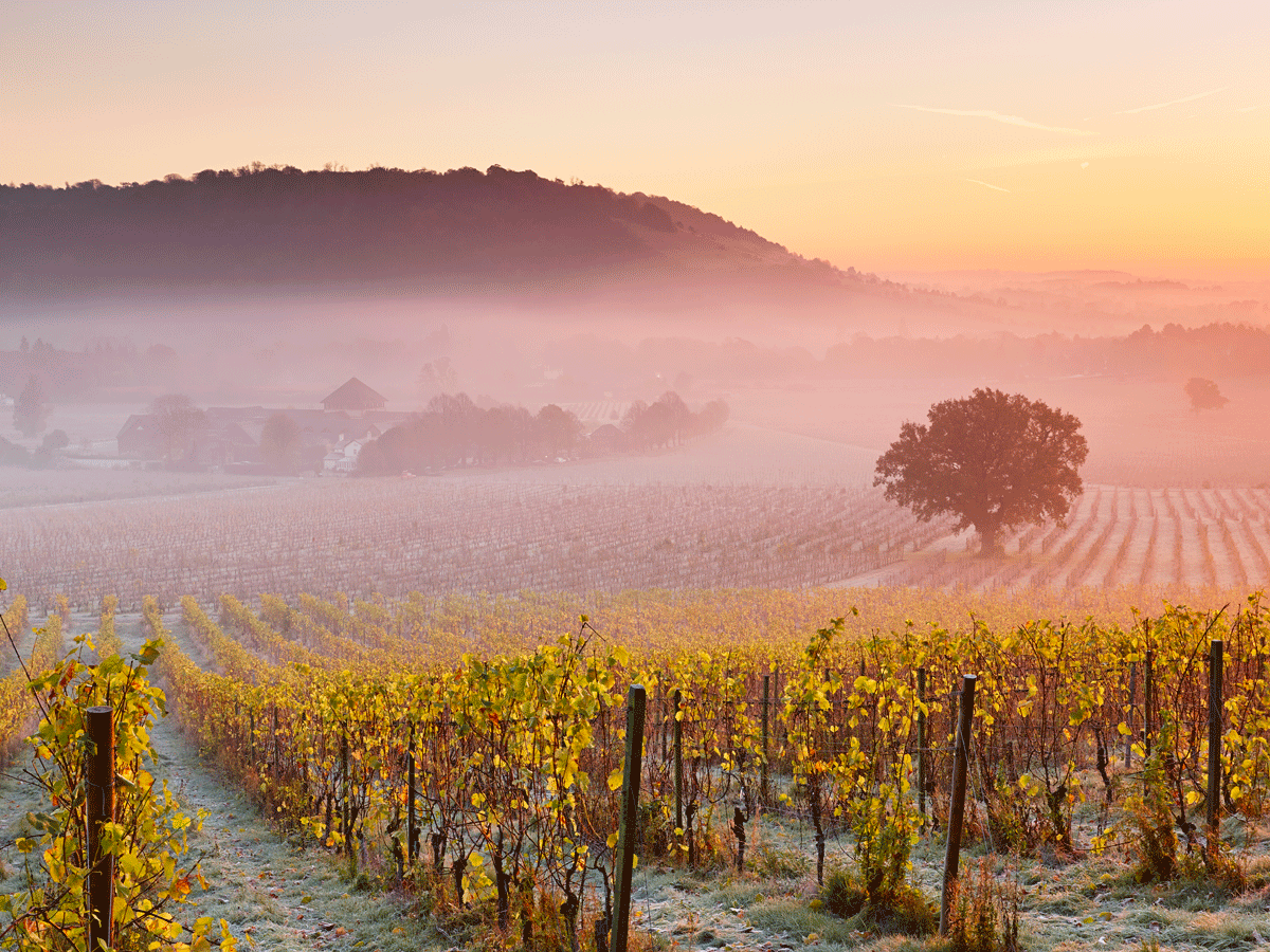 Rupert Lovie questions the future strategy of English sparkling wine
