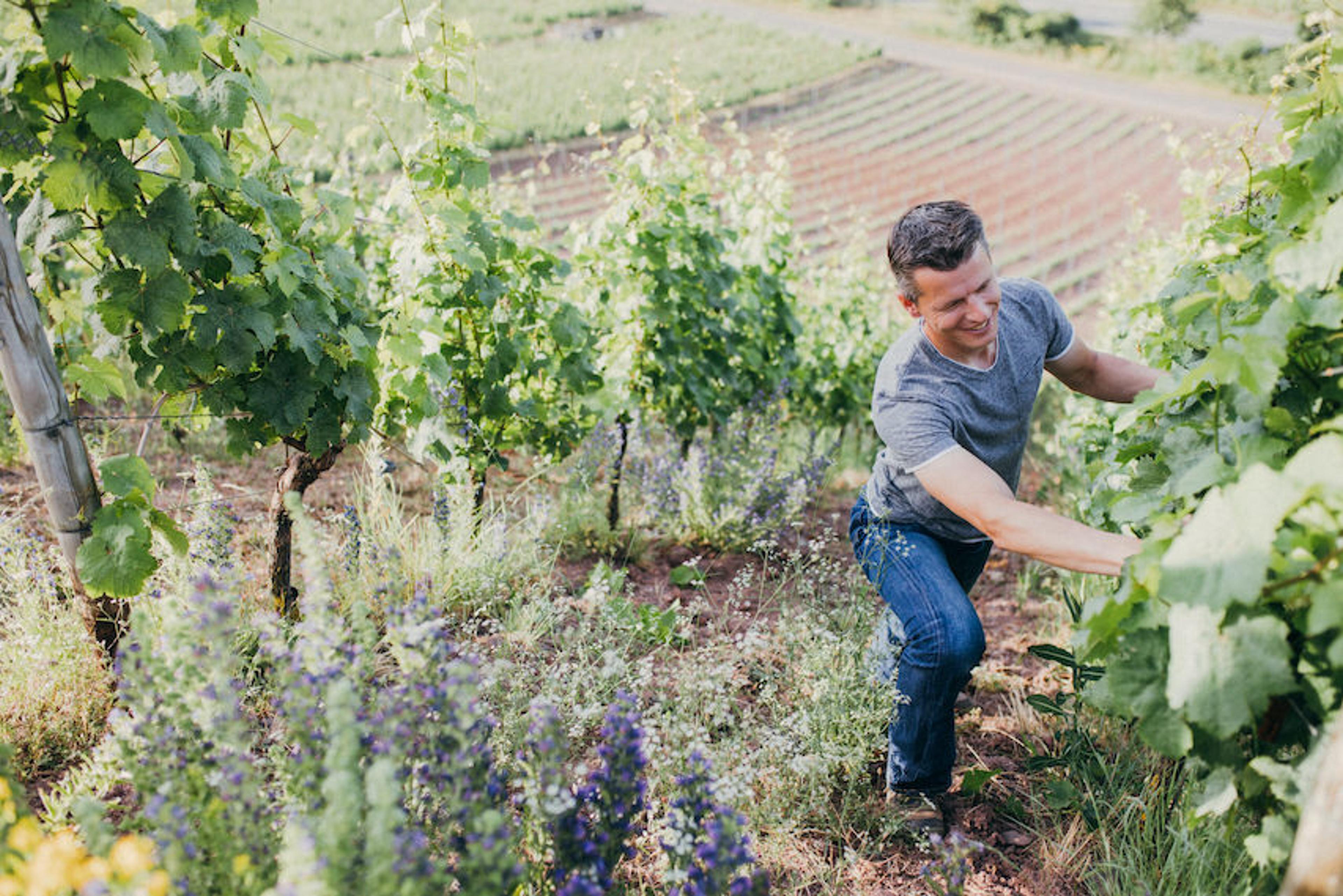 The fine balance in the Rieslings of the Nahe’s Emrich-Schönleber