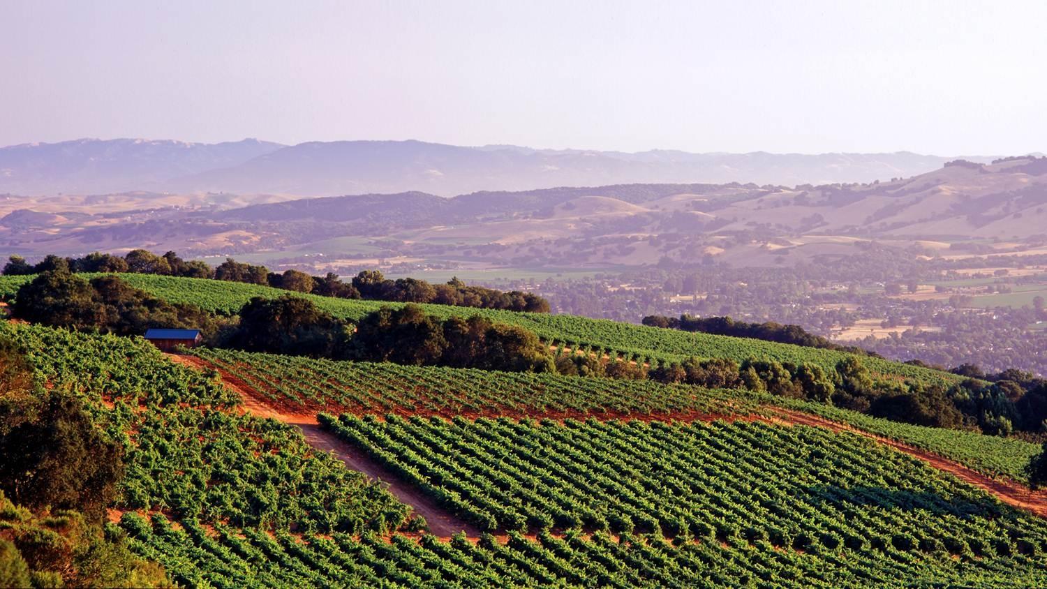 Getting a taste of some premium wines from Sonoma County