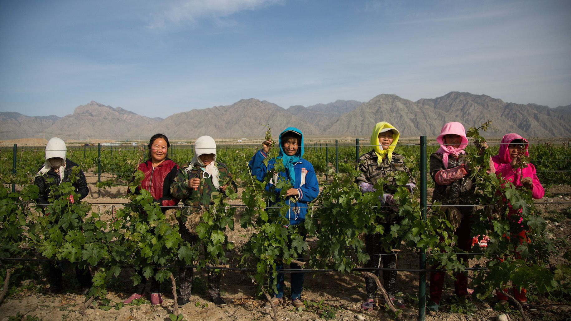 On the road: Why Silver Heights leads the field in Chinese wine