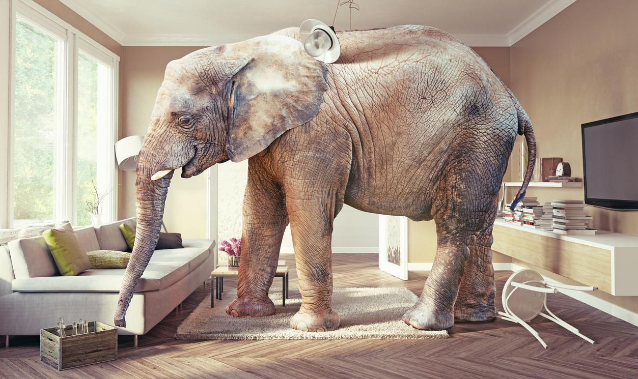 Why popularity of big wine styles is the trade’s ‘elephant in the room'