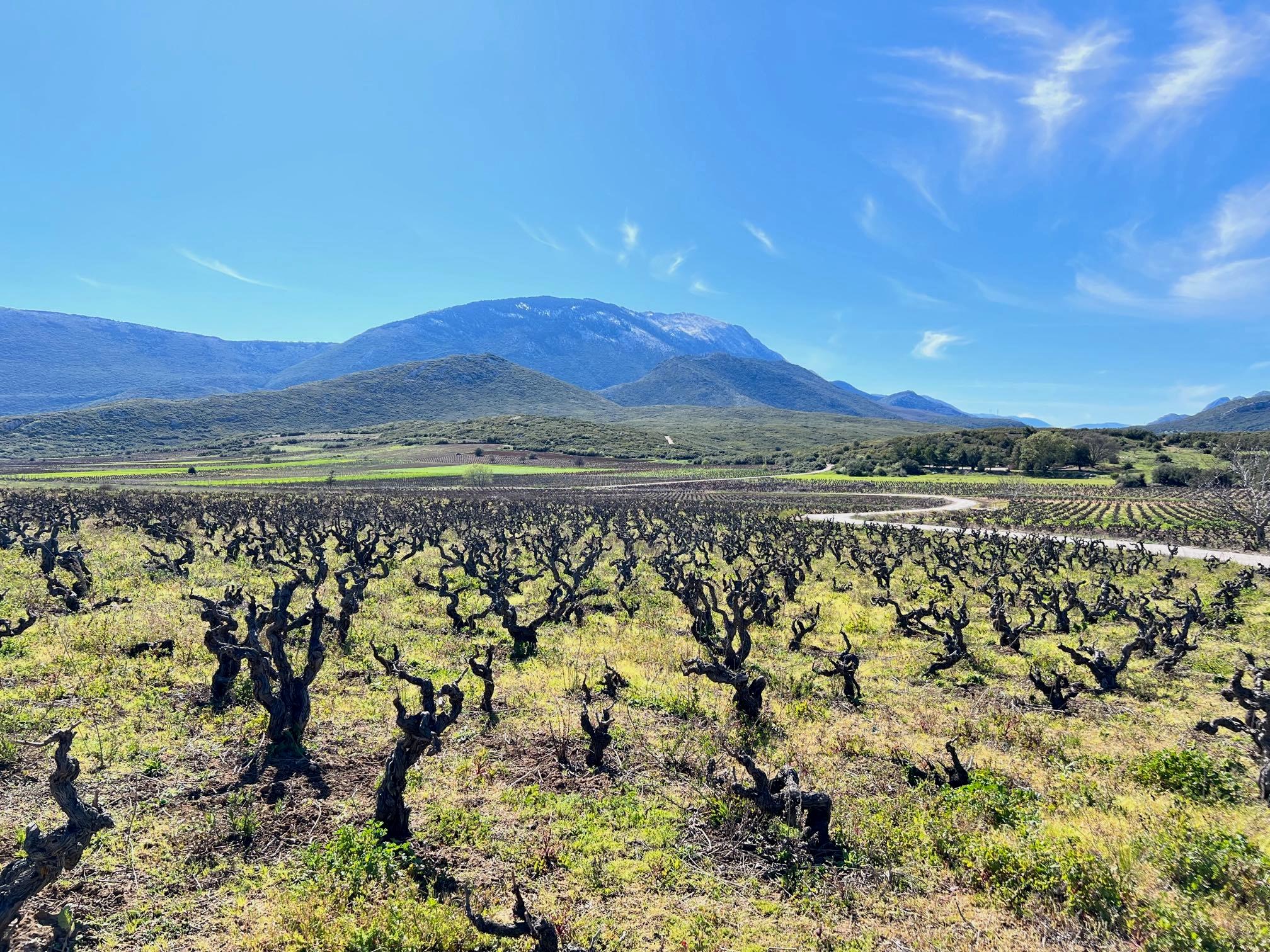 Yiannis Karakasis MW on 50 GGW tasting & Greek wine revolution