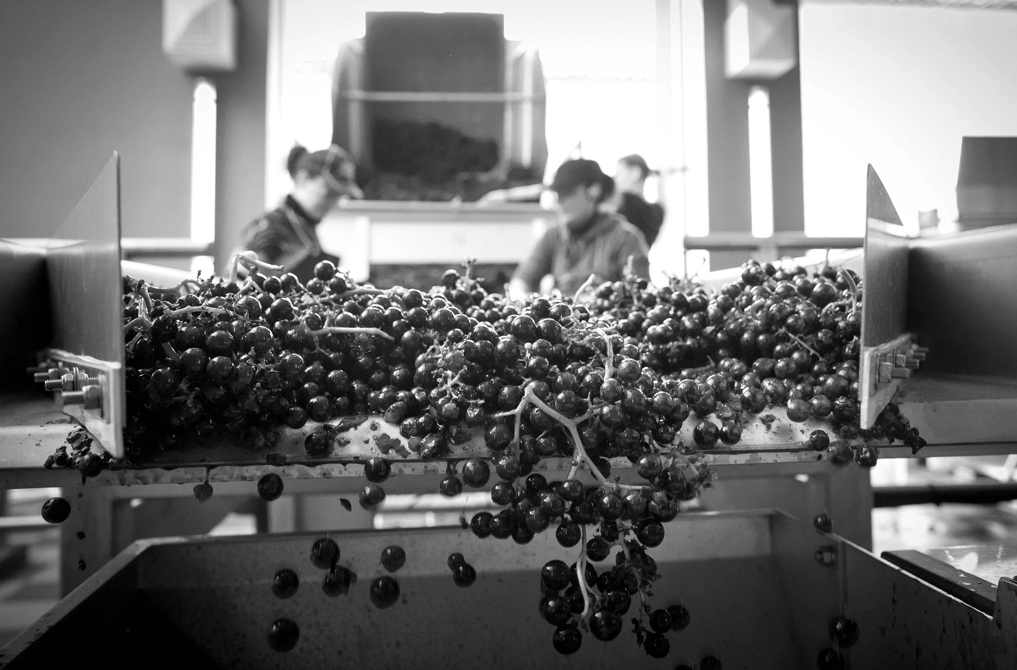 Joss Fowler: Is 2016 Bordeaux’s greatest vintage of the century?