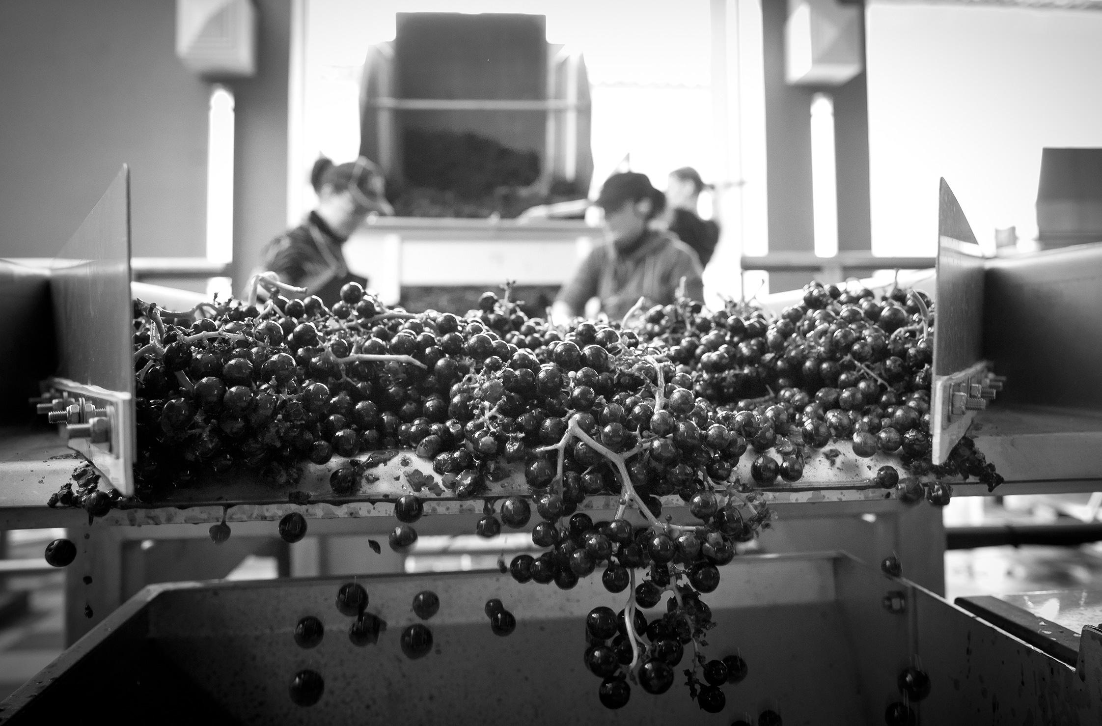 Joss Fowler: Is 2016 Bordeaux’s greatest vintage of the century?