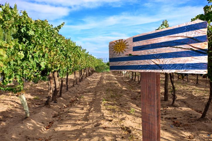 Amanda Barnes on 10 top Tannats to try for official Tannat Day