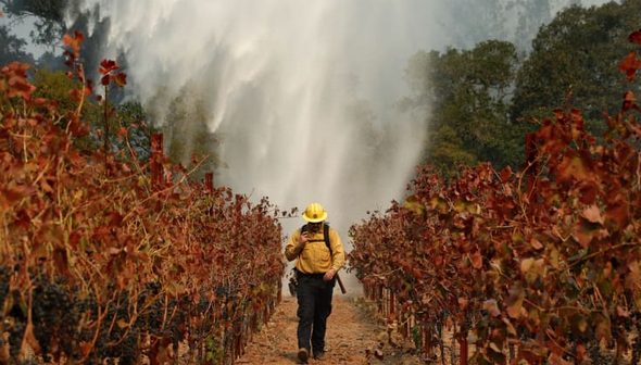 Climate change: how the wine industry is tackling the challenge
