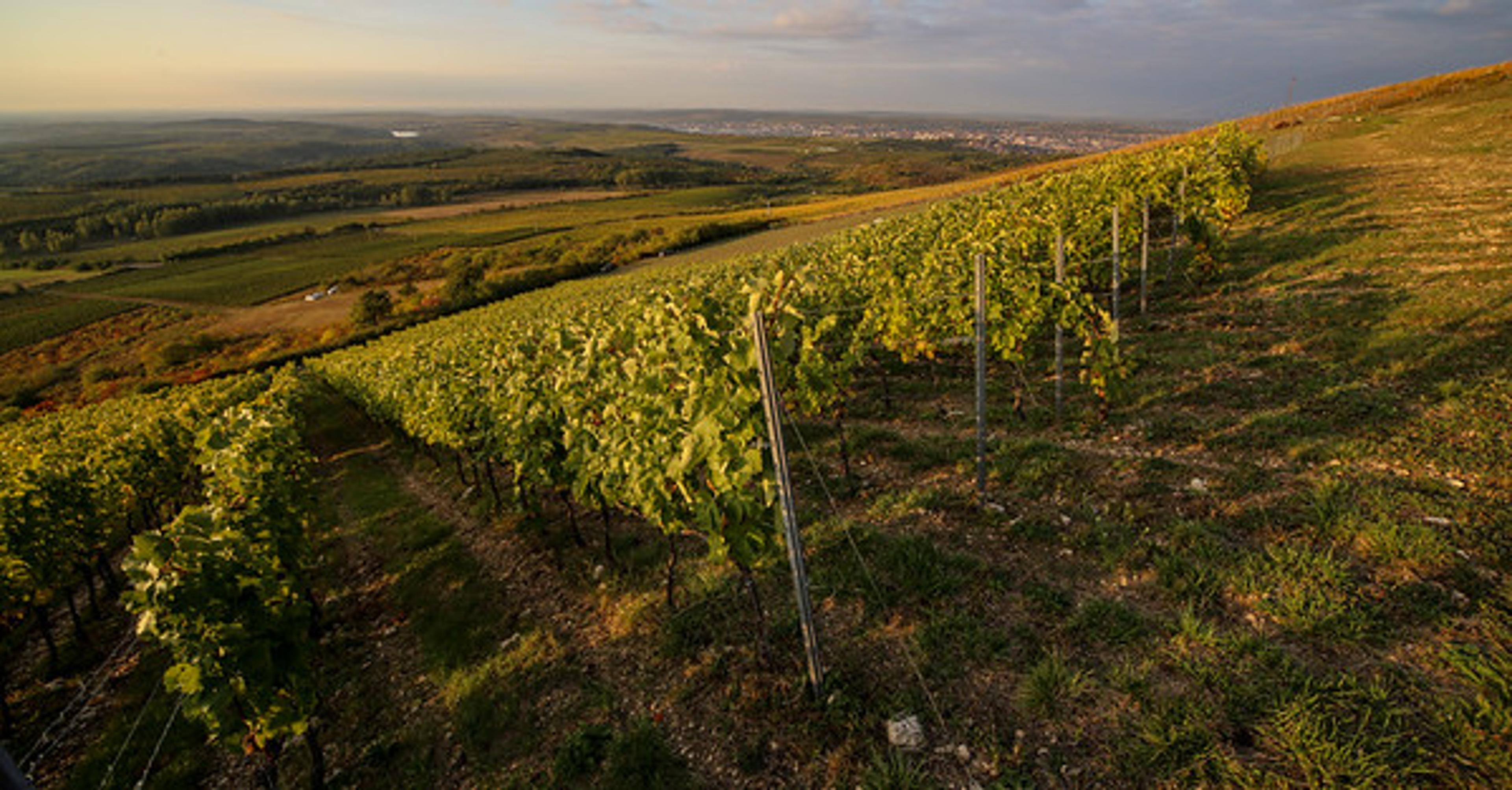 Egri Bikavér the wine formerly known as Bull’s Blood