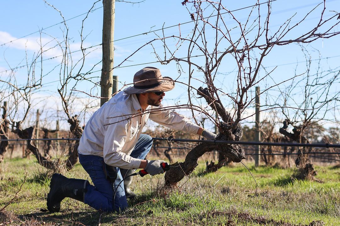 How 2020 Old Bastard Shiraz shone at tasting with Kaesler’s Tim Dolan