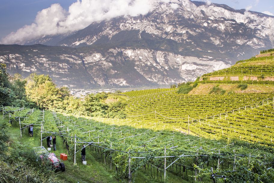 High mountain Chardonnay: the fine Alpine fizz of Ferrari Trento