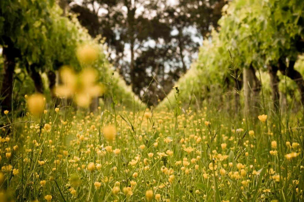Rooted in Change: setting the big sustainability steps forward for wine