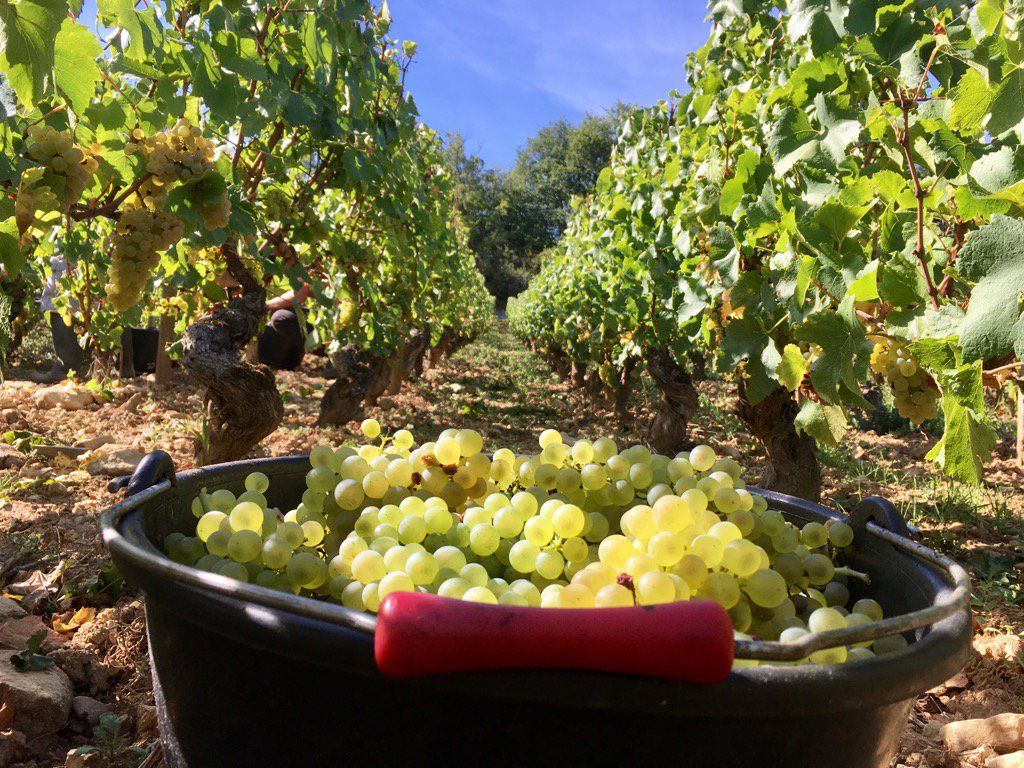 Why the charm of Burgundy 2017 will please the on-trade