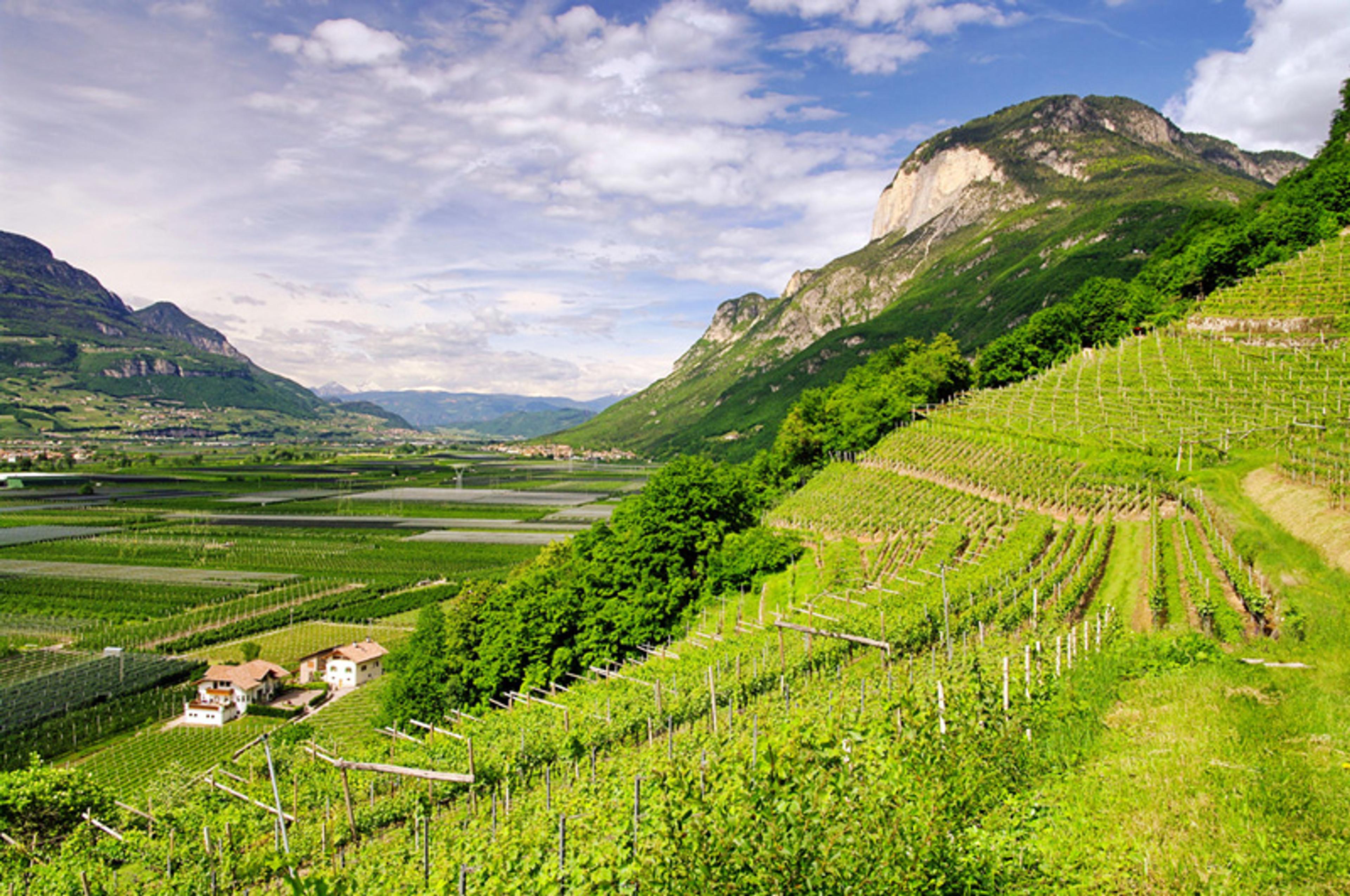 Insight: Why Prosecco and Italian wines could soon fall off wine lists