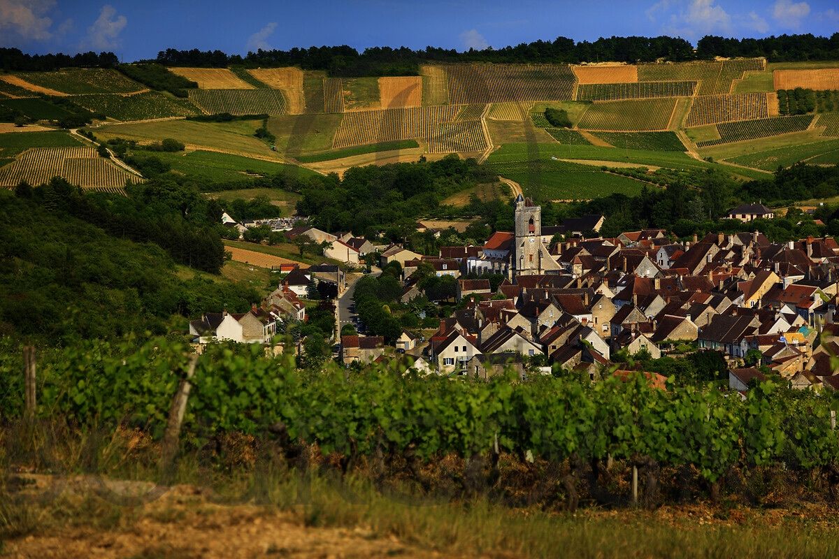 What does Burgundy really think of high prices & hard harvests?