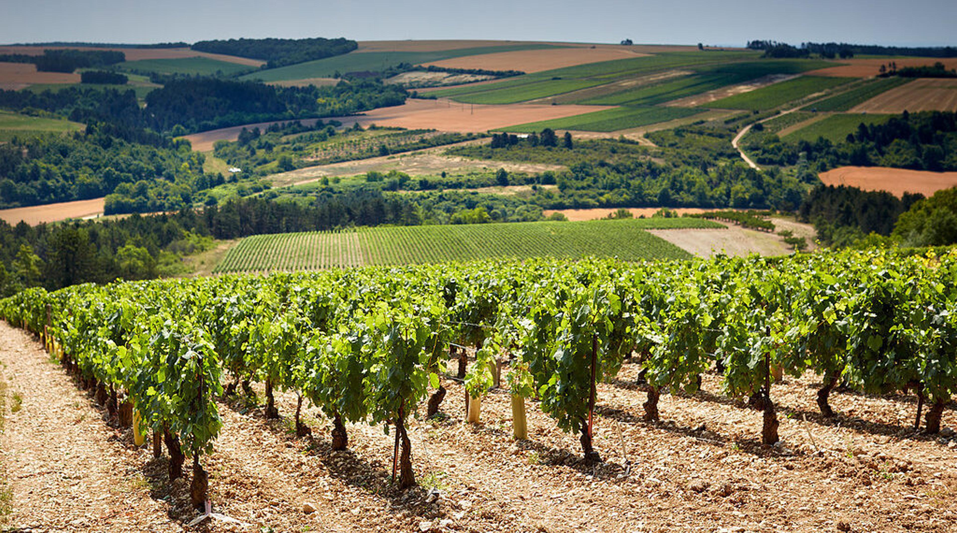 Bourgogne Week Q&A: Louis Latour and Simonnet-Febvre