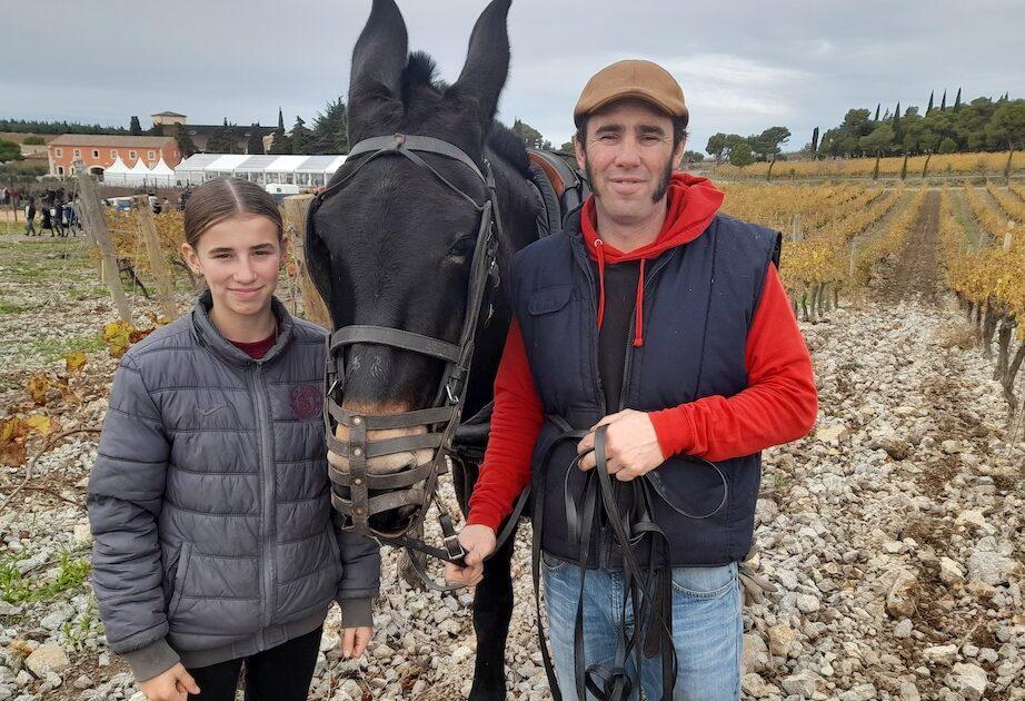 Gérard Bertrand, a winter pruning celebration and Vanina the mule