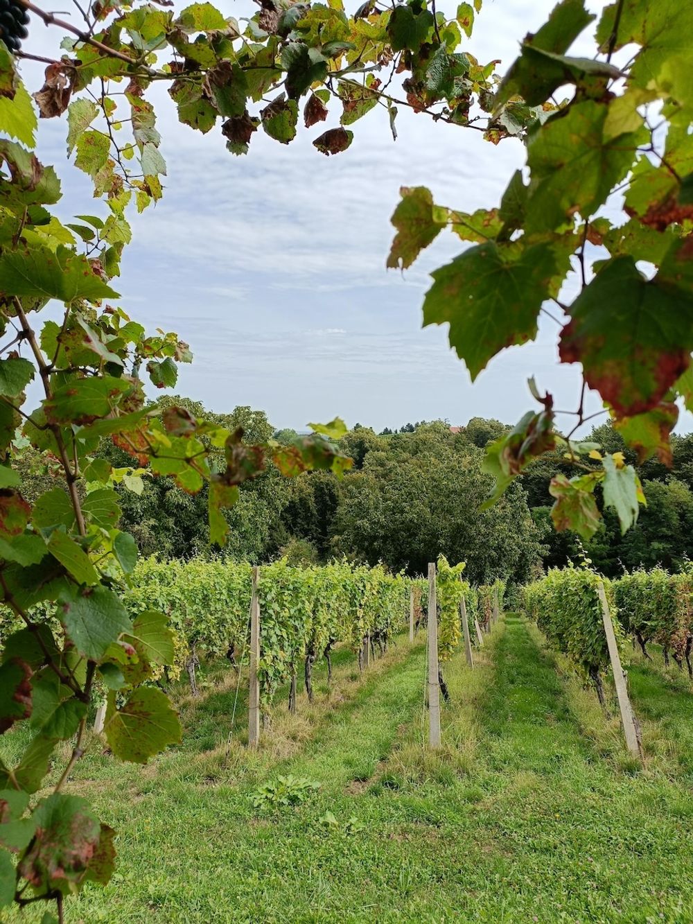 Crazy Experimental Wines