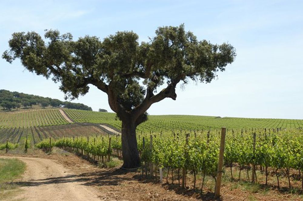 Alentejo
