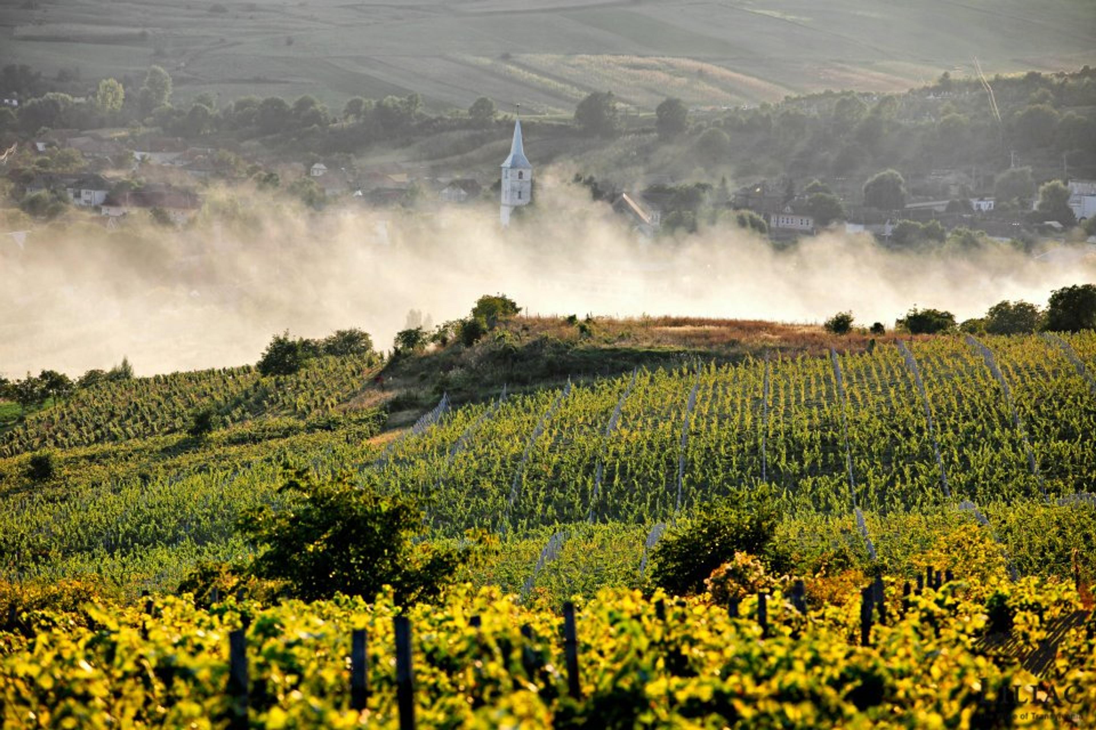 Rise in Romanian wine & success at Winelovers Wine Awards