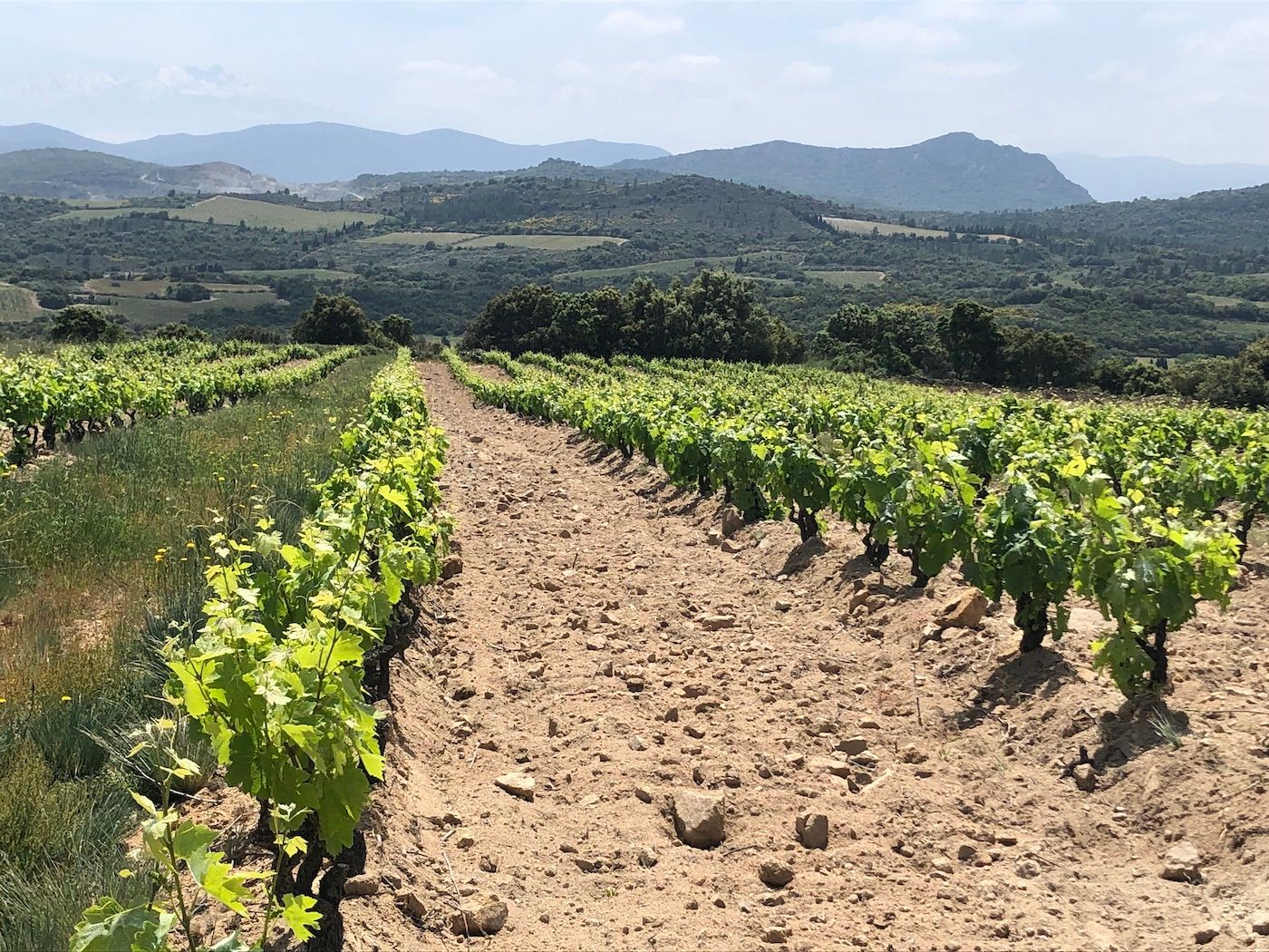 Sarah McCleery: A quick intro to the Roussillon wine region