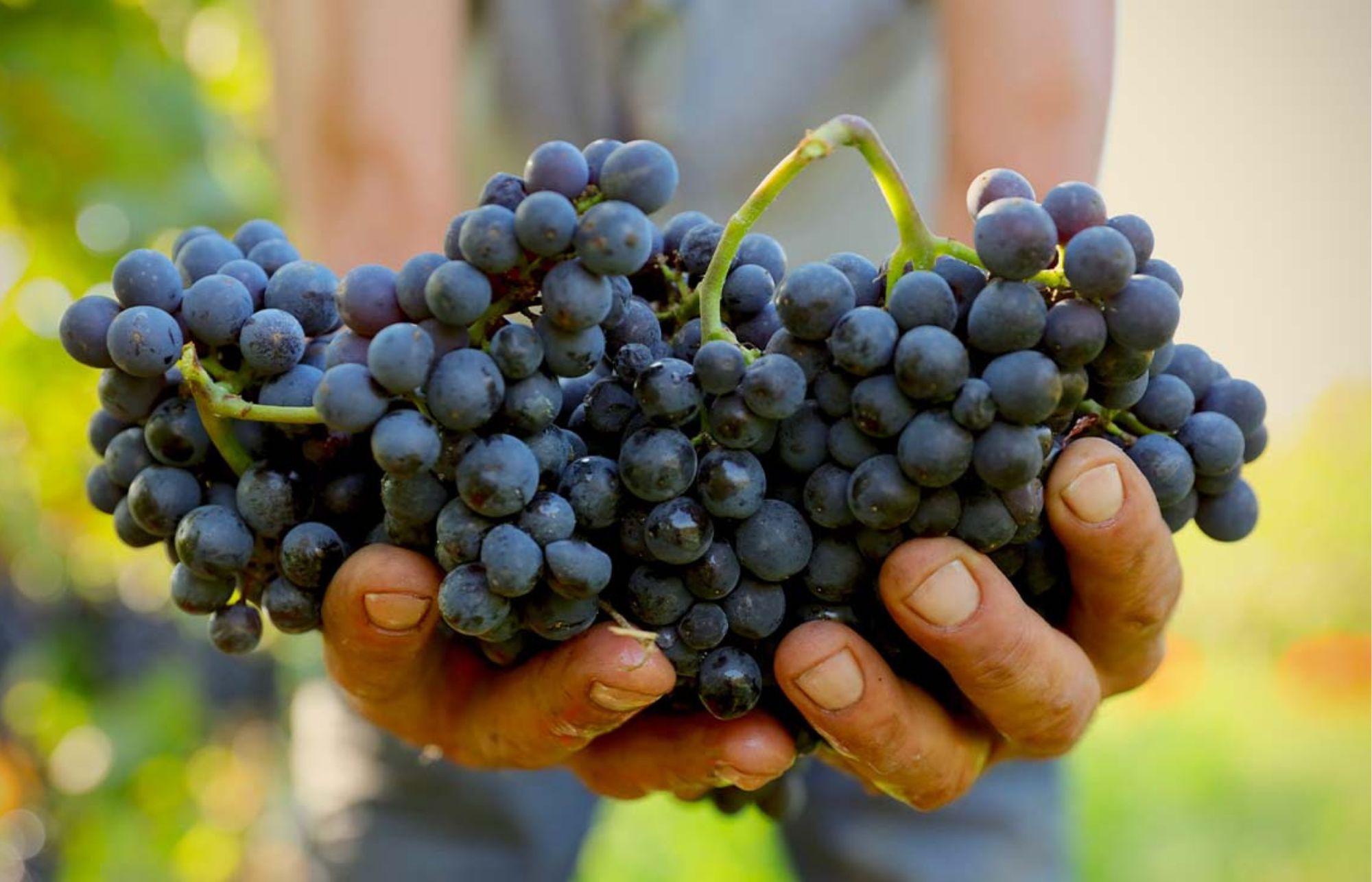 Mike Turner asks: Which Nebbiolo style suits your wine list the best?