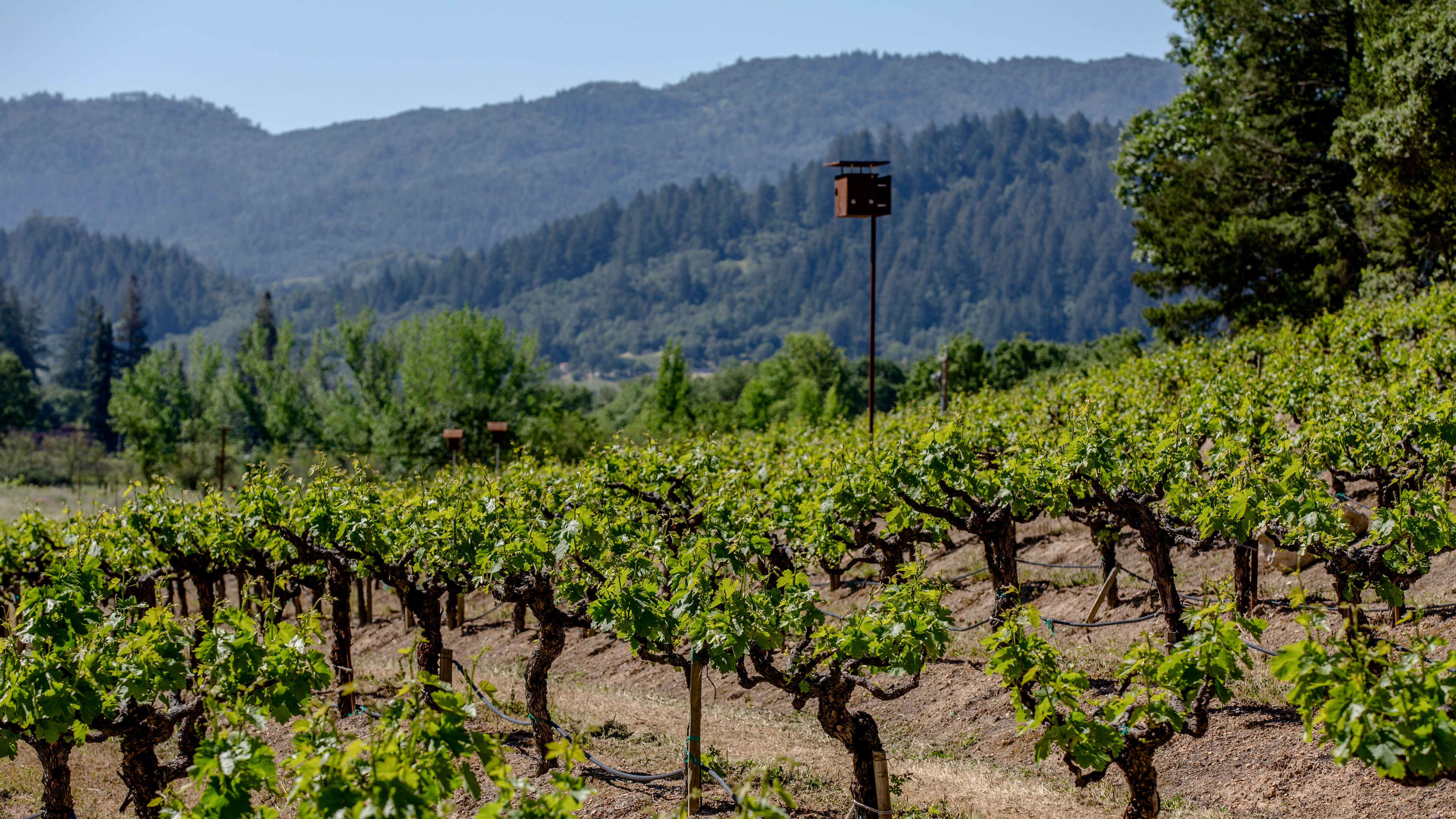 How Rombauer is making wine from California's best vineyards  