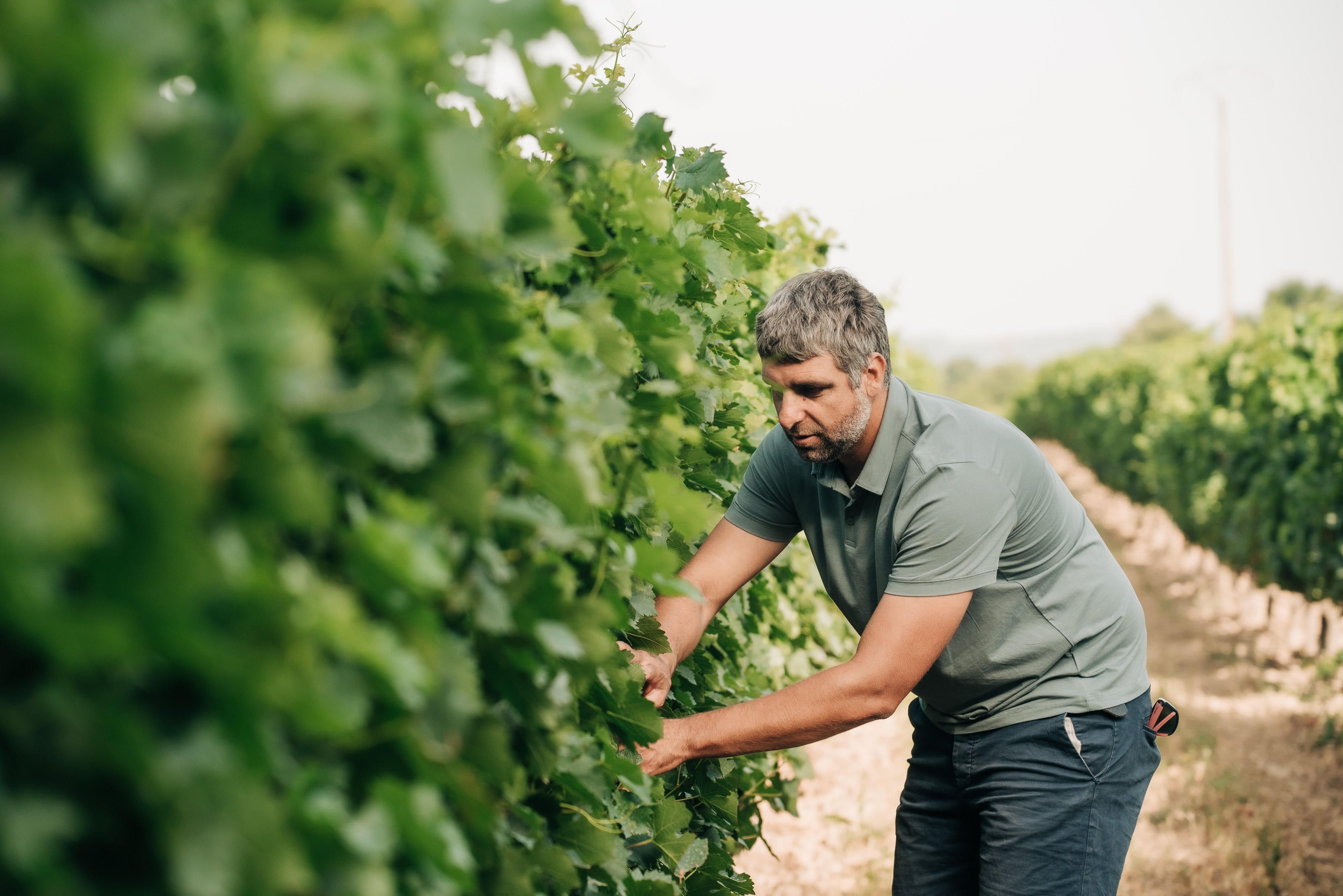 Spirit of cooperation: how Foncalieu is making waves in the Languedoc