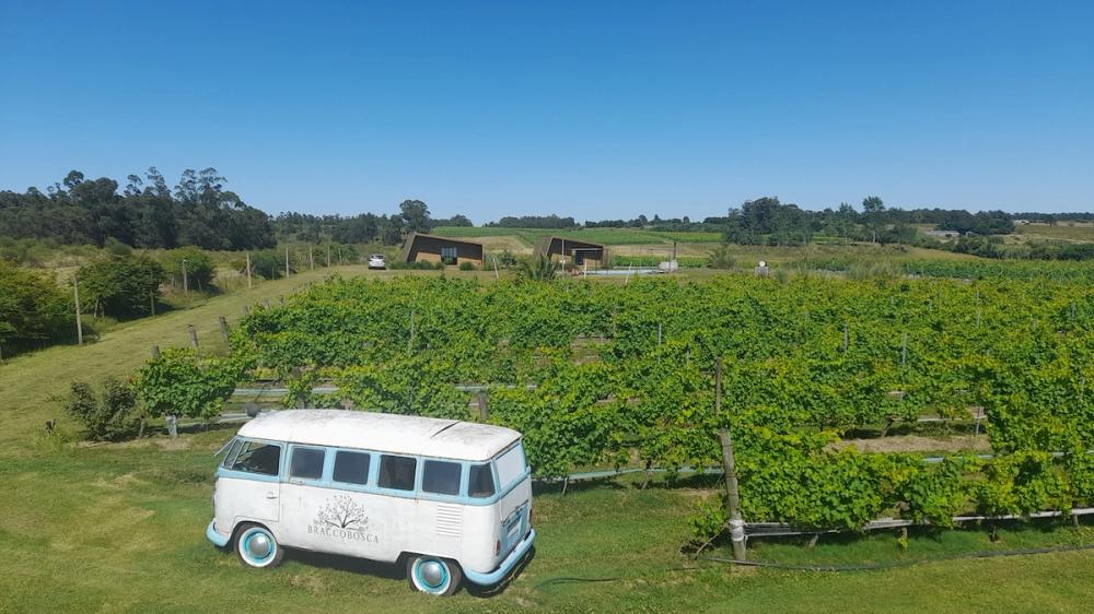 Uruguay wine
