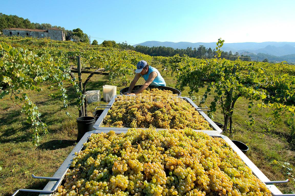 Zekun Shuai discovering pearls of white wine from across Portugal
